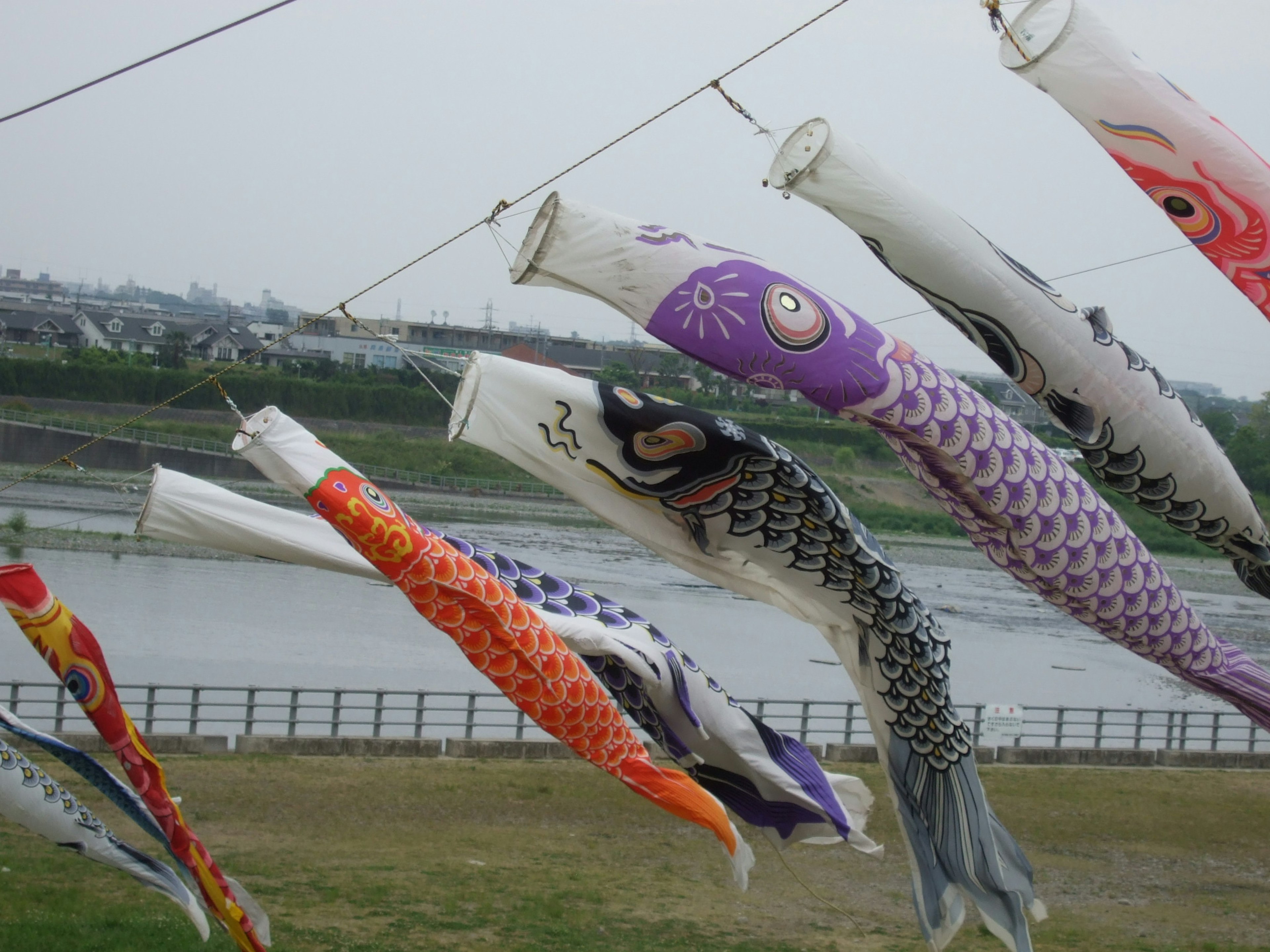 Koinobori berwarna-warni menggantung di atas sungai bergetar di angin