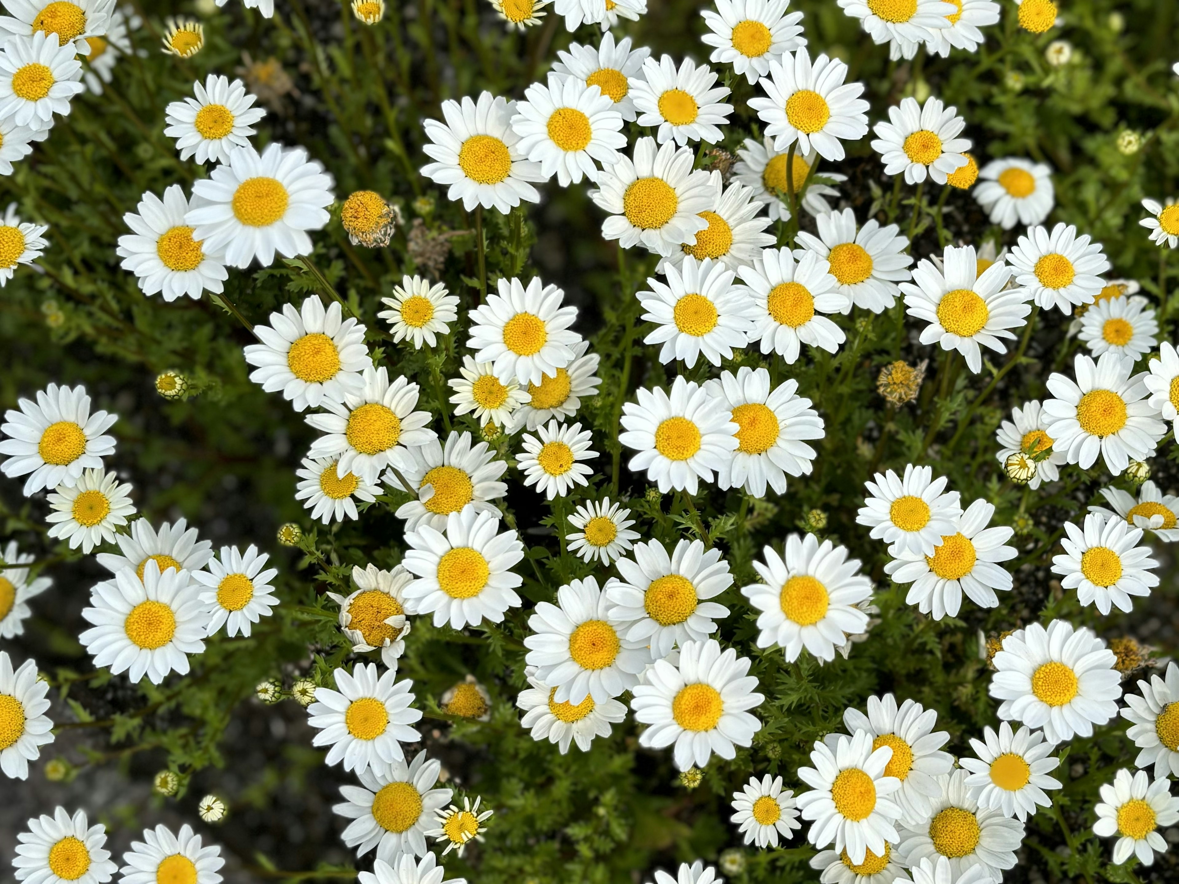 Un magnifique paysage de marguerites blanches en fleurs avec des centres jaunes