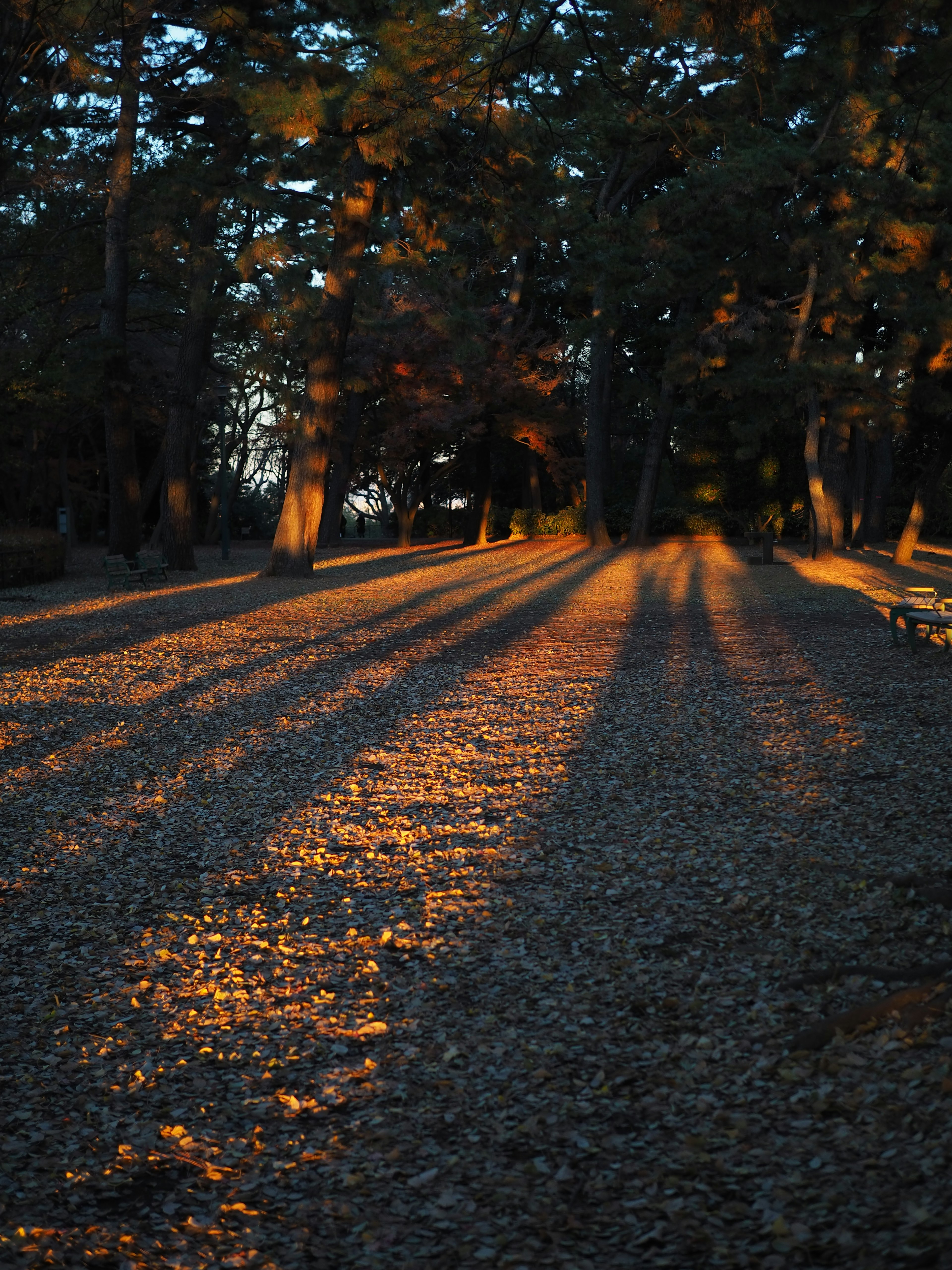 夕日が差し込む森林の道に落ち葉が広がる風景