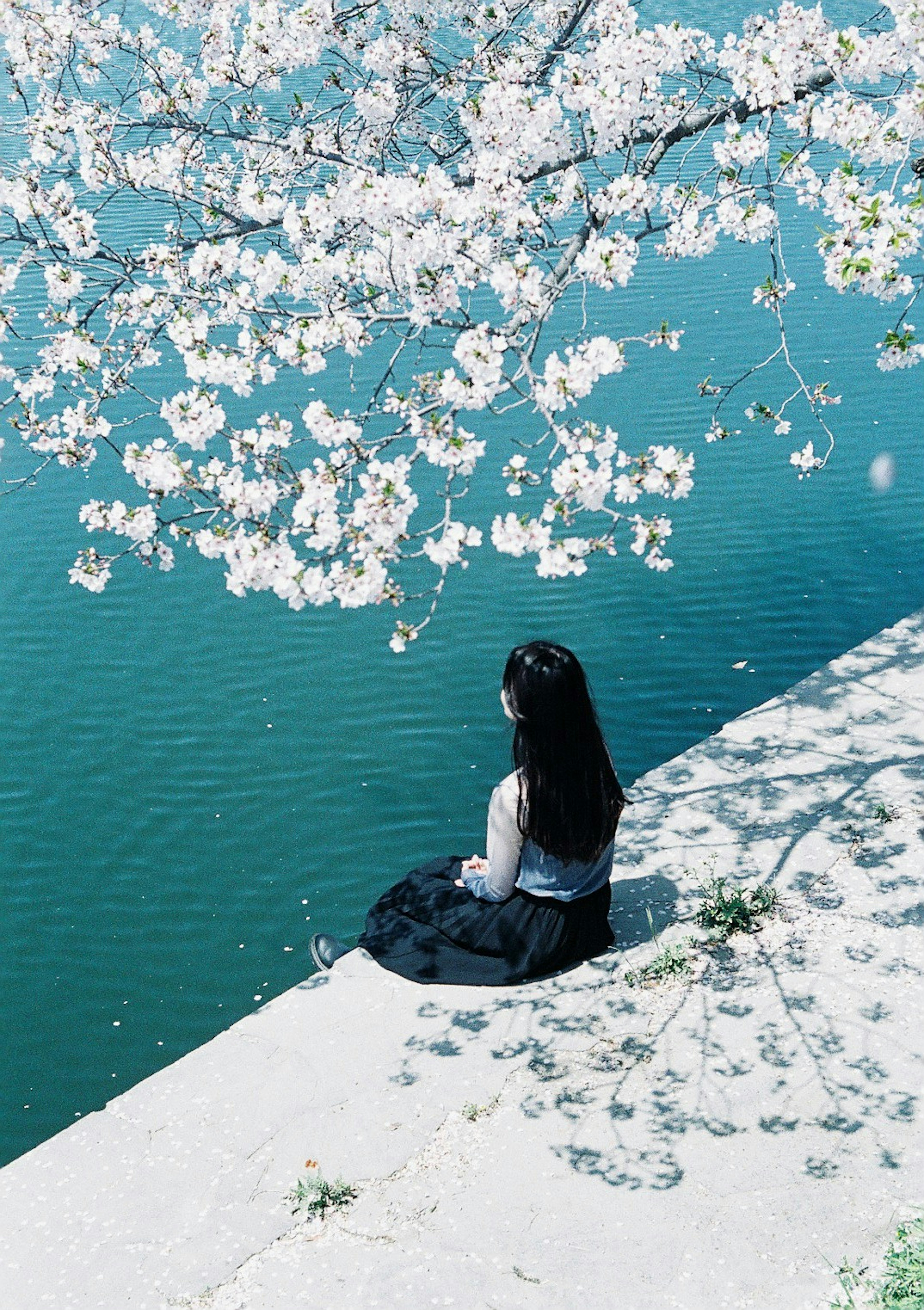 Una donna seduta vicino all'acqua sotto un albero di ciliegio in fiore