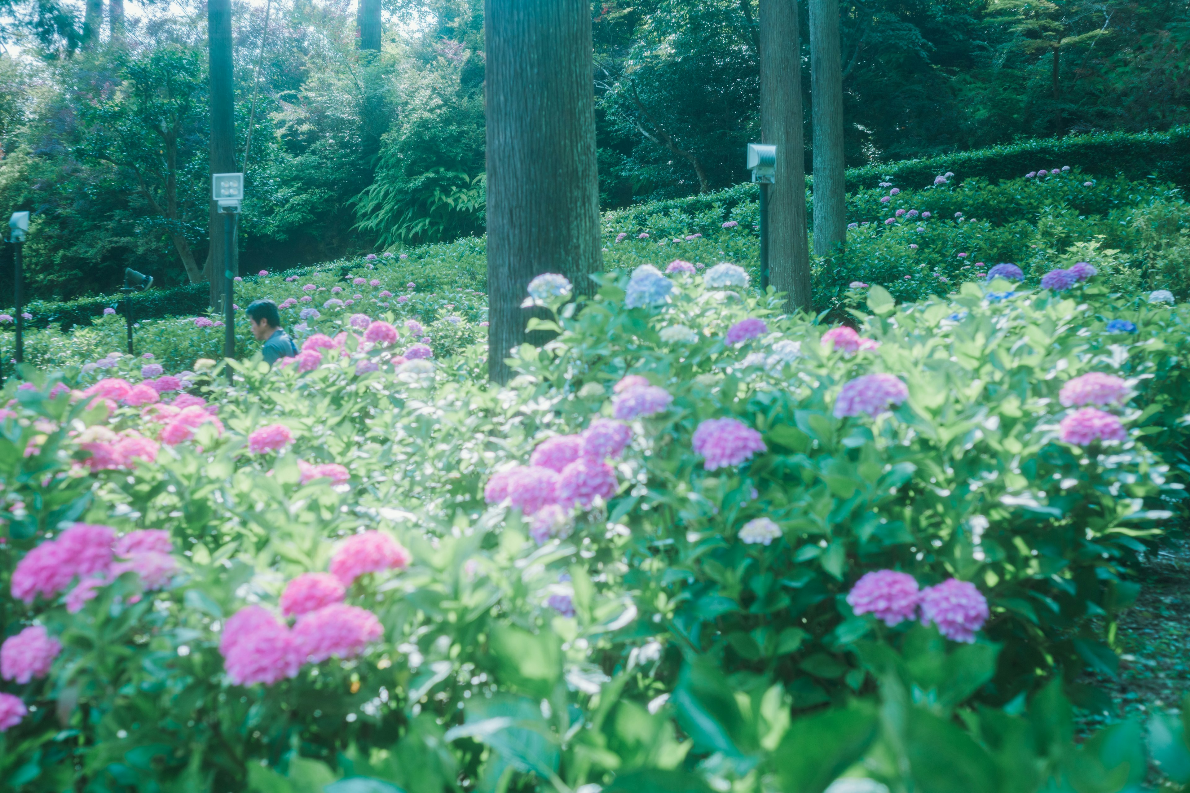 色とりどりのアジサイが咲く公園の風景