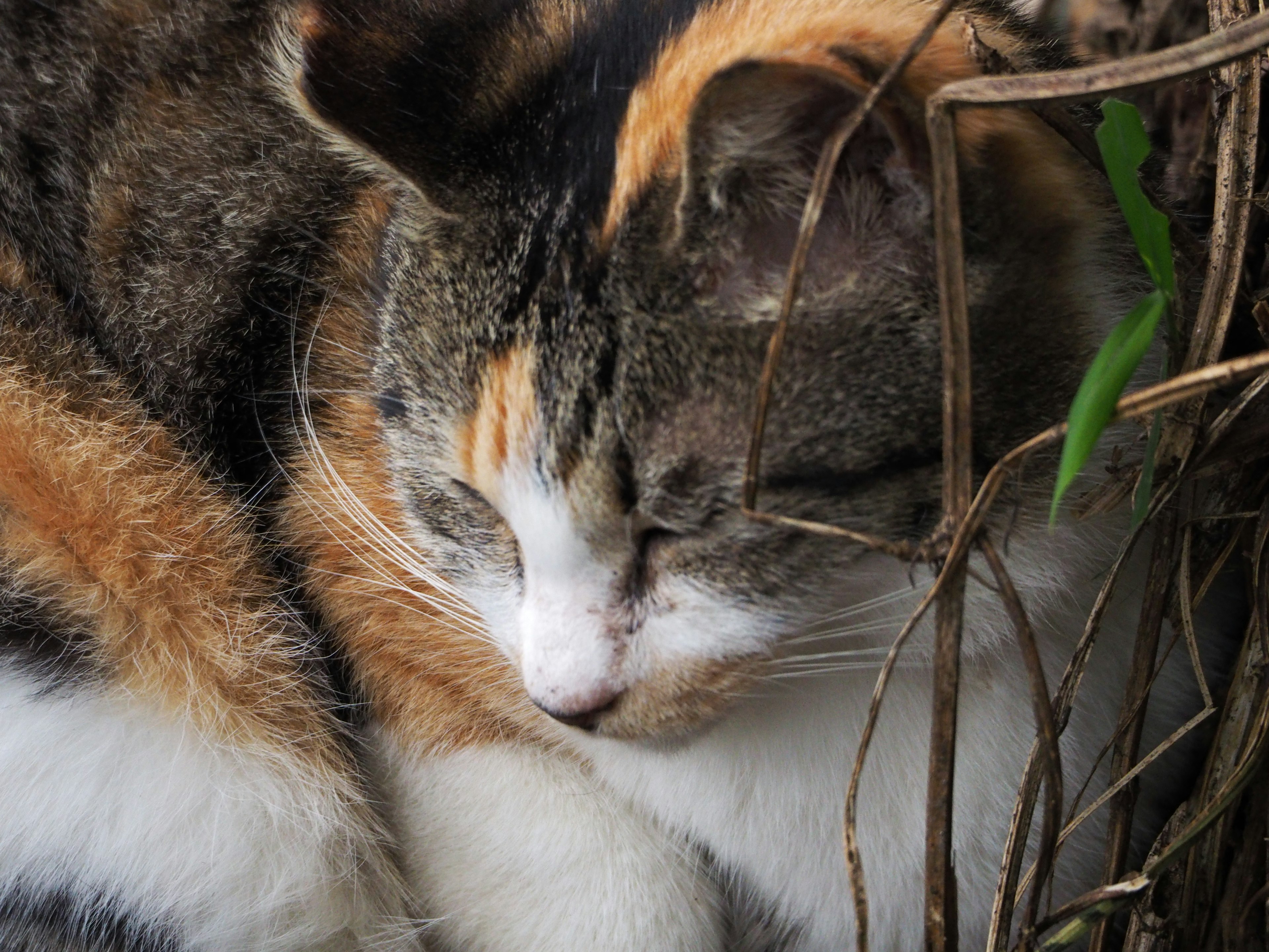 Eine Katze, die zwischen Gras und Zweigen schläft