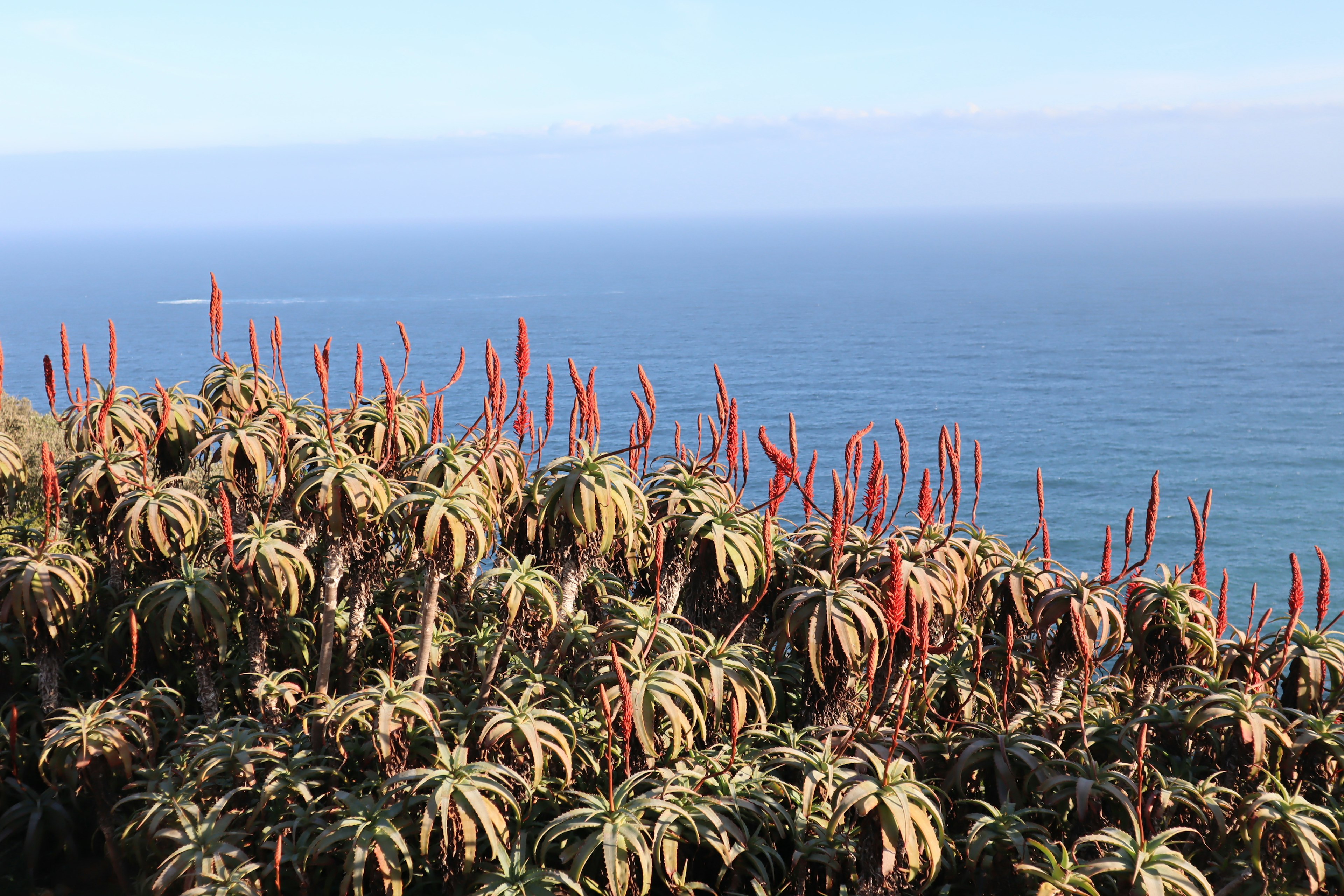 Beautiful landscape featuring ocean and flowering plants