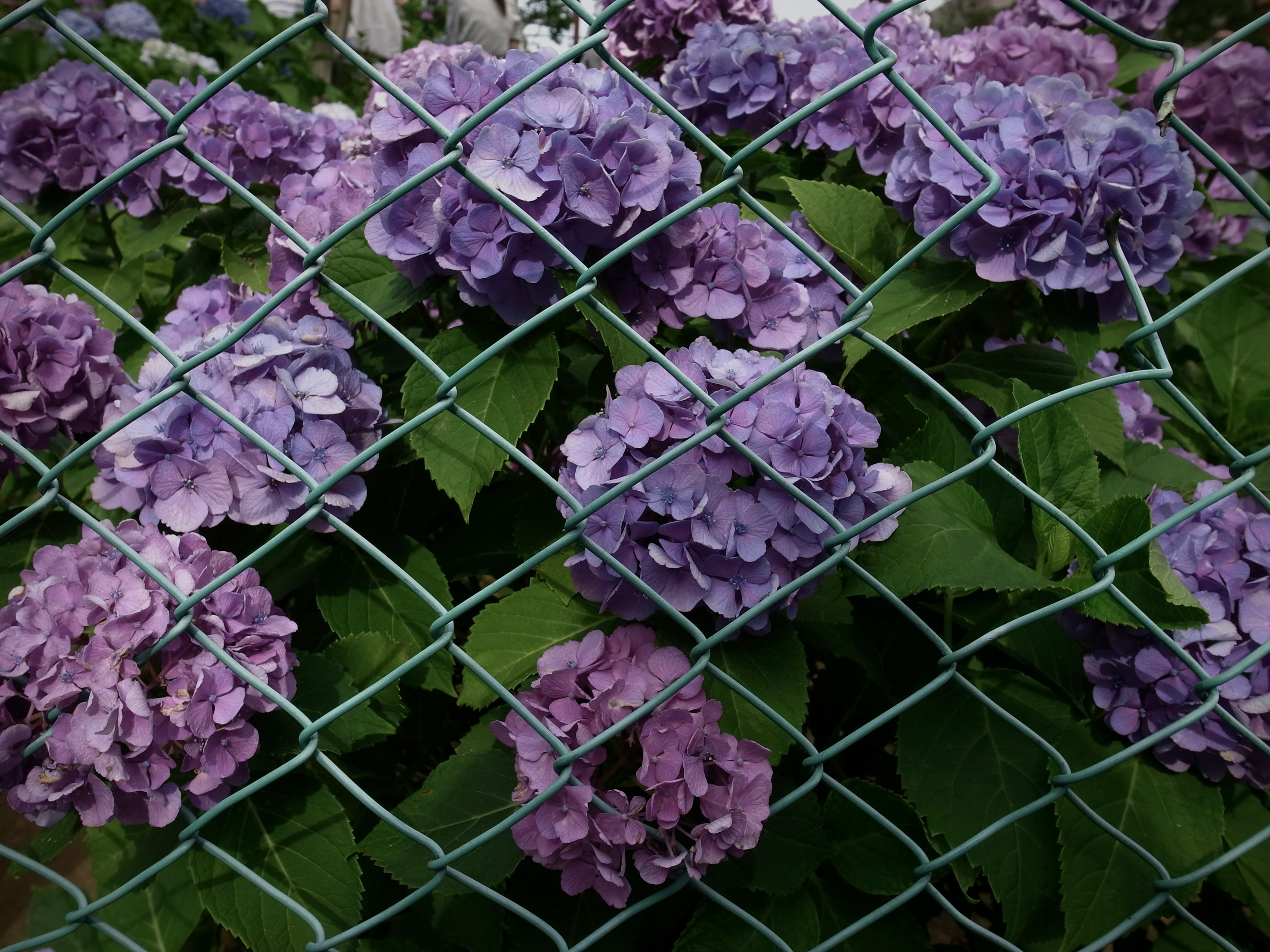 Purple hydrangea flowers visible through a fence