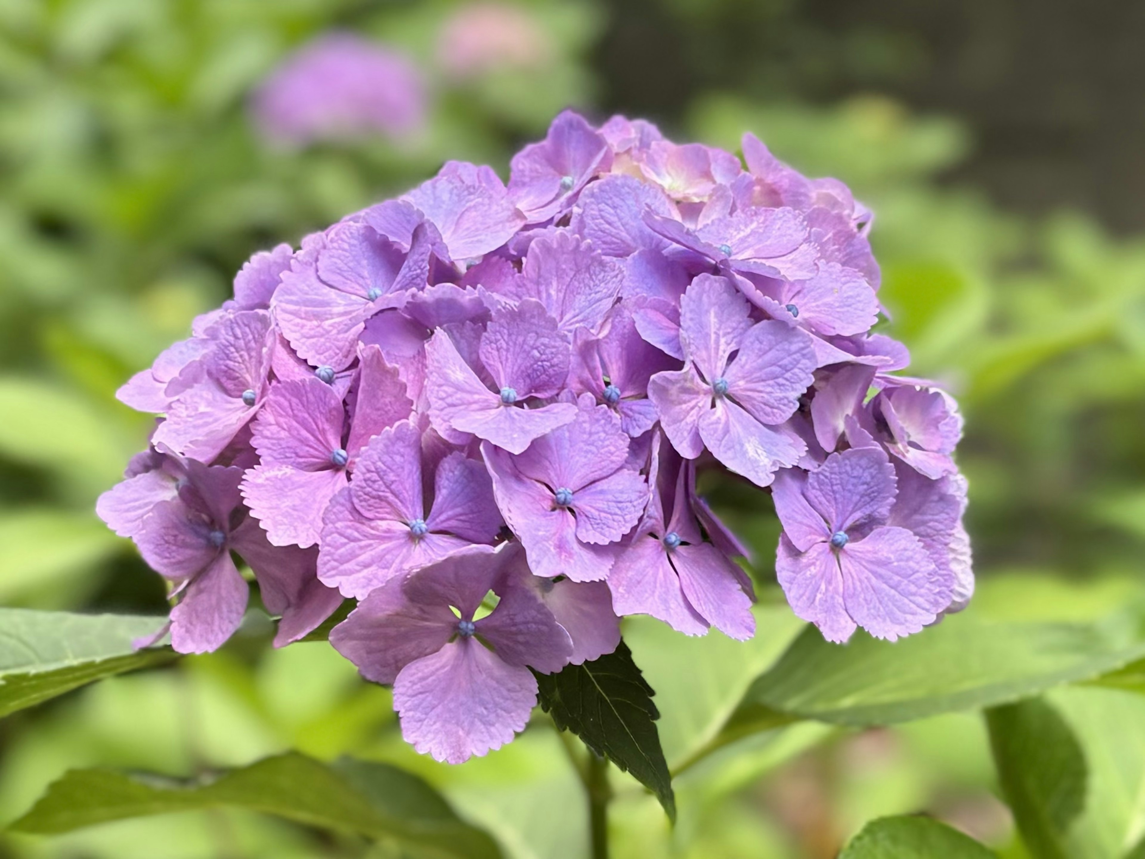 一簇紫色的繡球花 surrounded by 綠葉