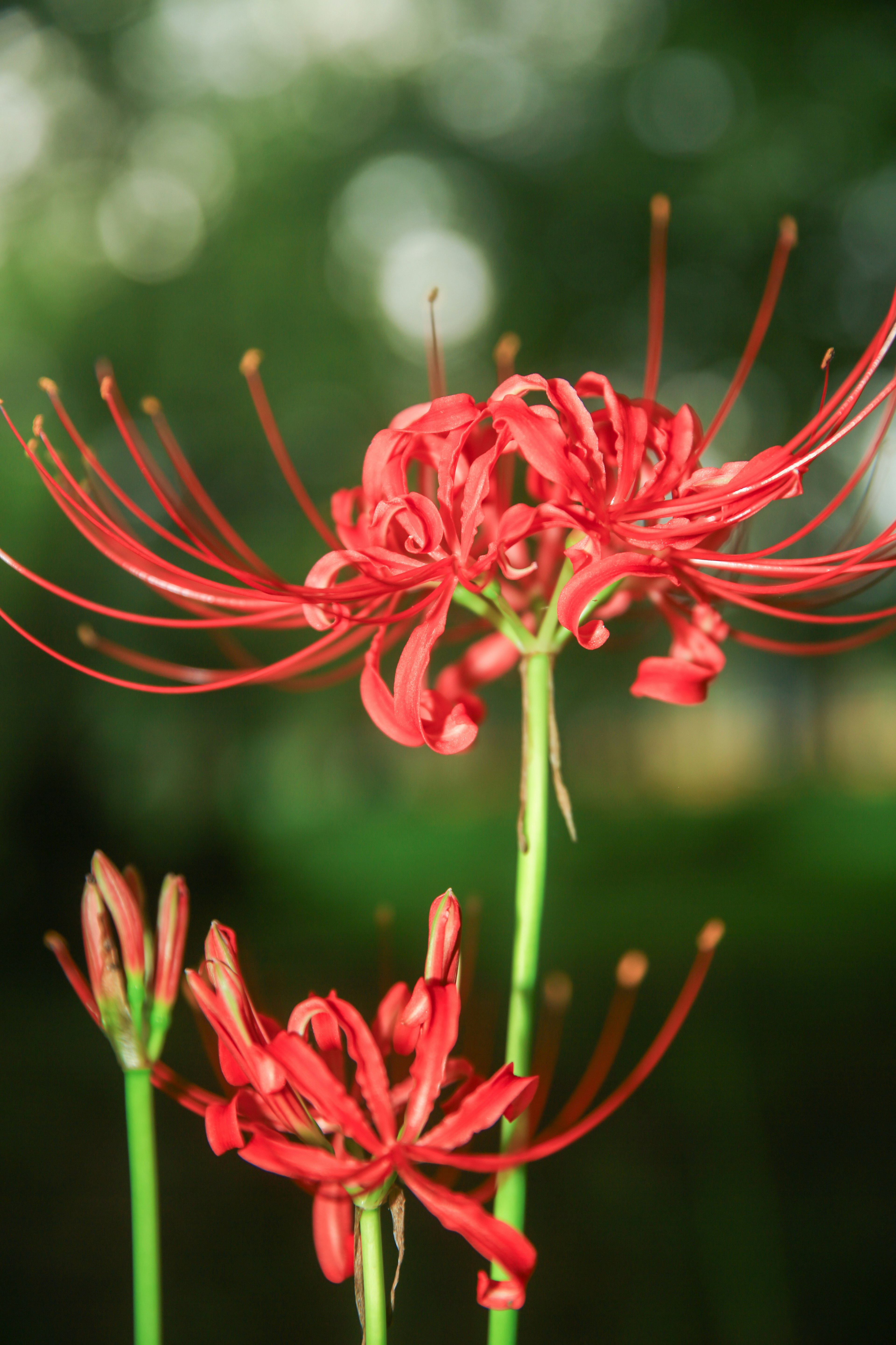 紅色蜘蛛百合在綠色背景中盛開