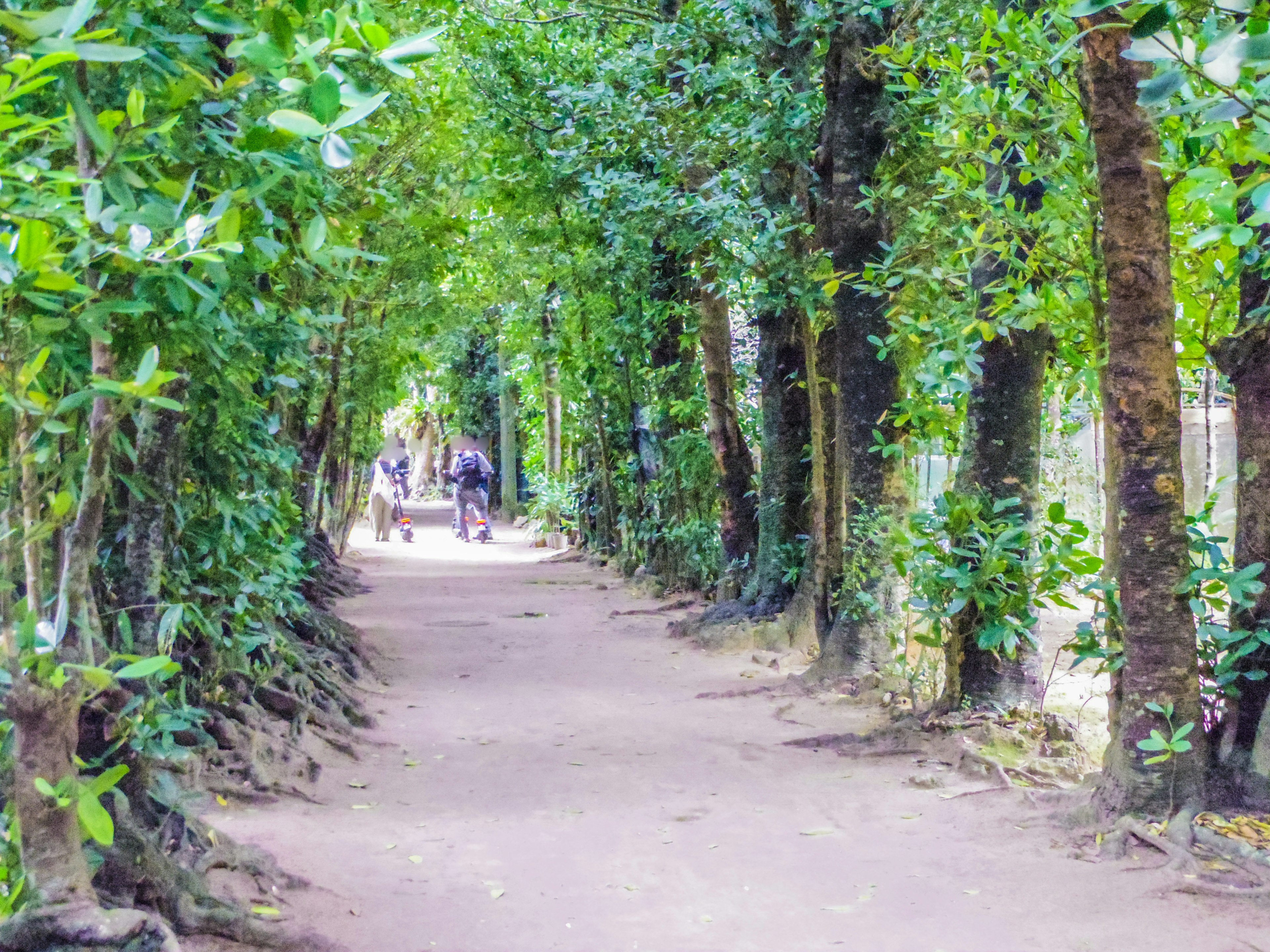 A serene pathway surrounded by greenery with people walking