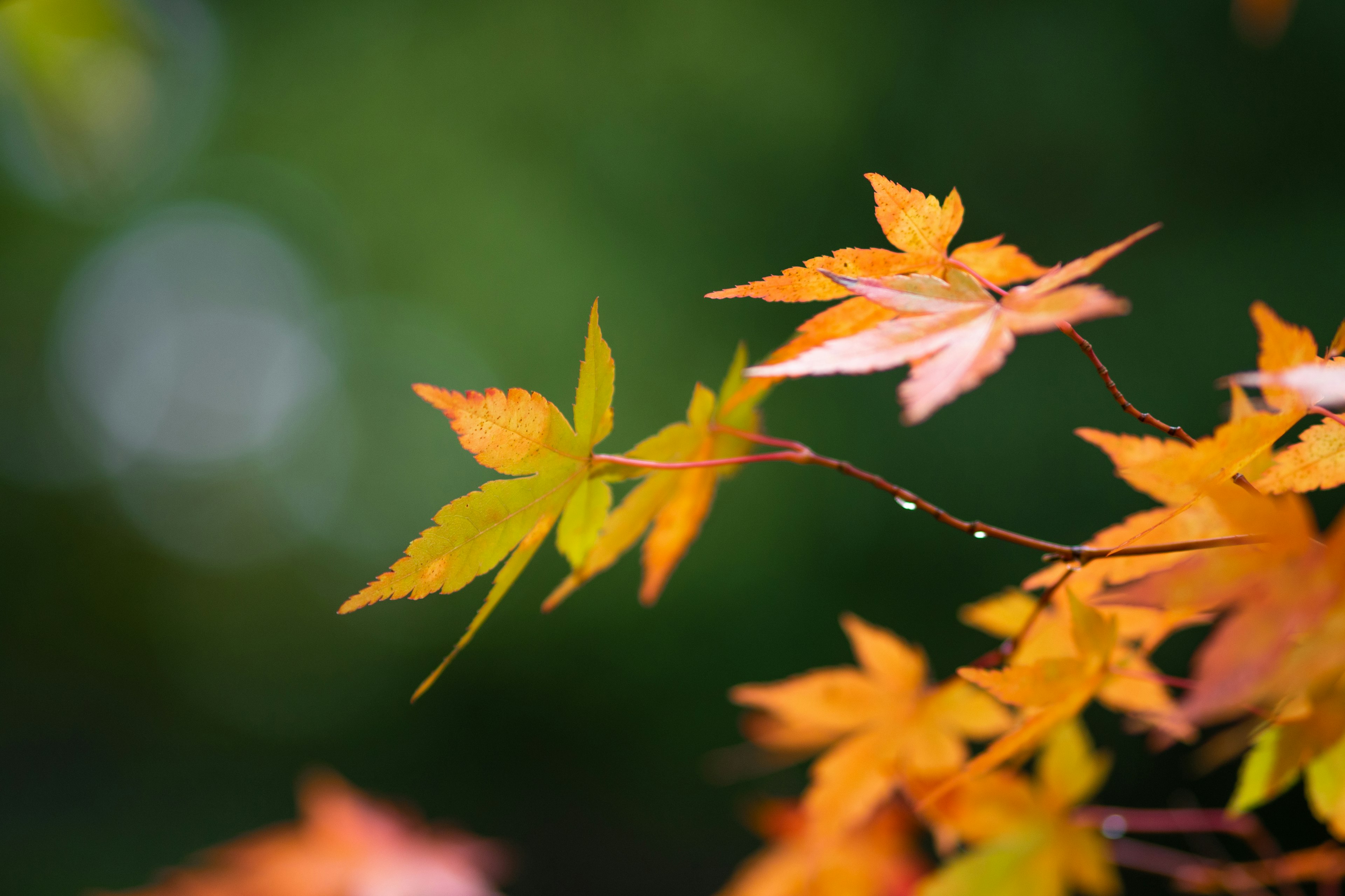 Gros plan d'une branche avec des feuilles orange et vert vif arrière-plan vert flou