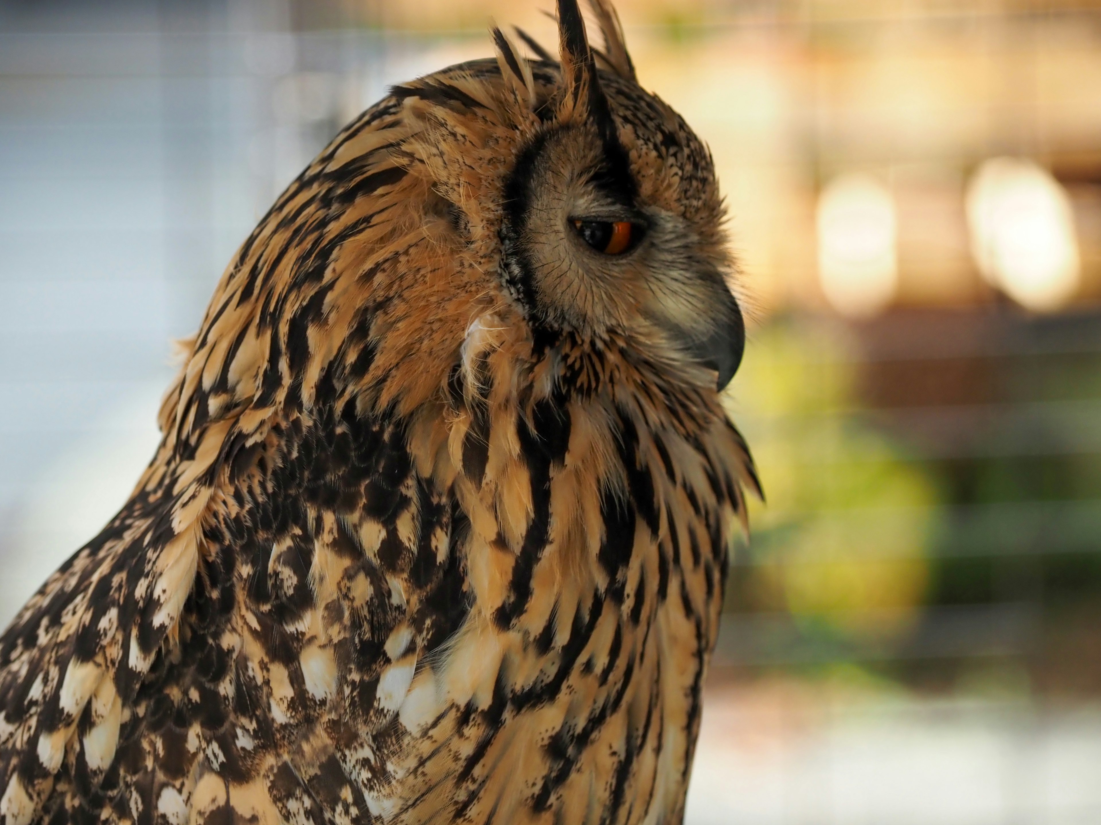 Profil d'un hibou mettant en valeur un plumage vibrant et des yeux orange