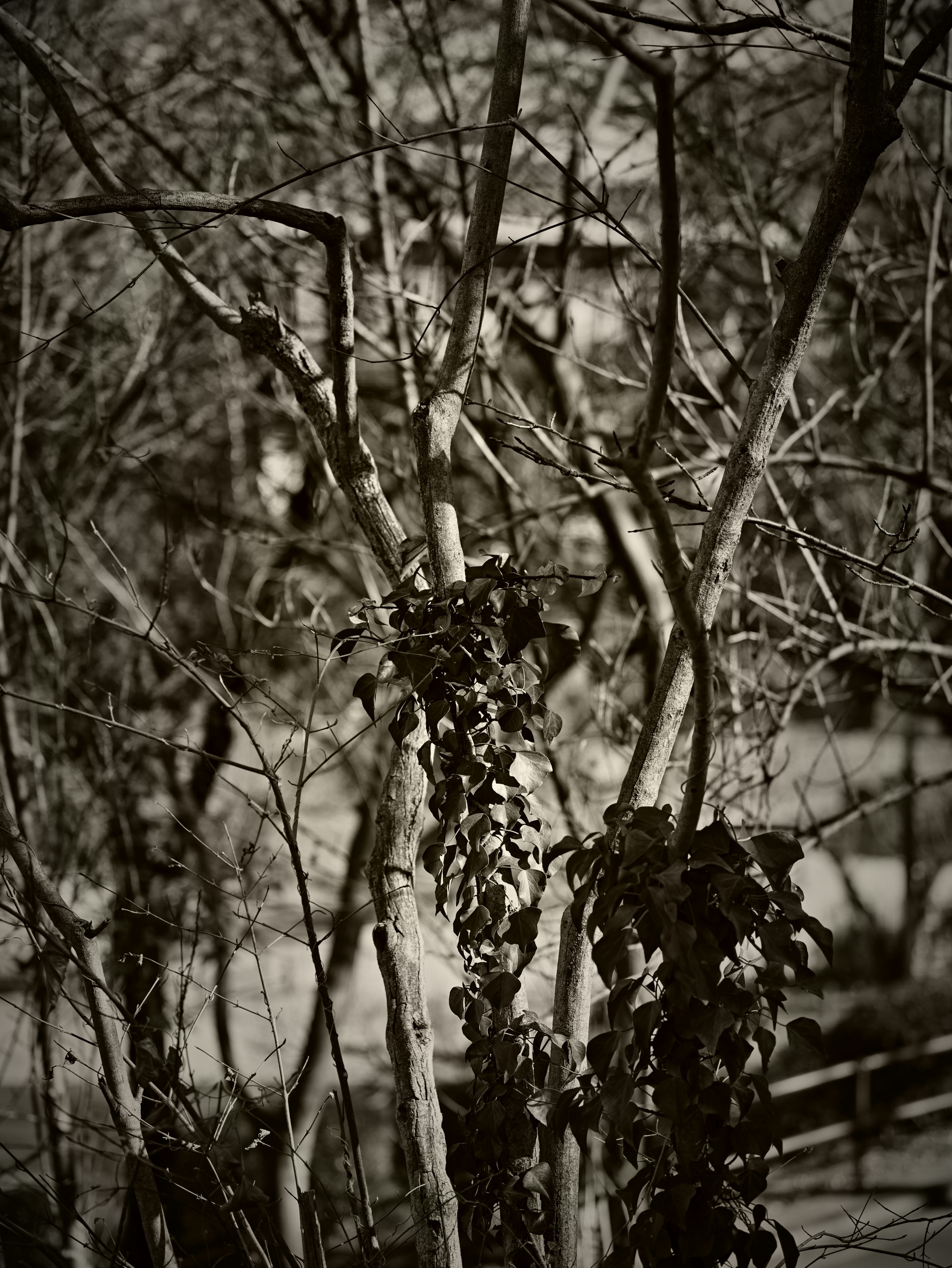 Black and white image of bare trees with creeping vines