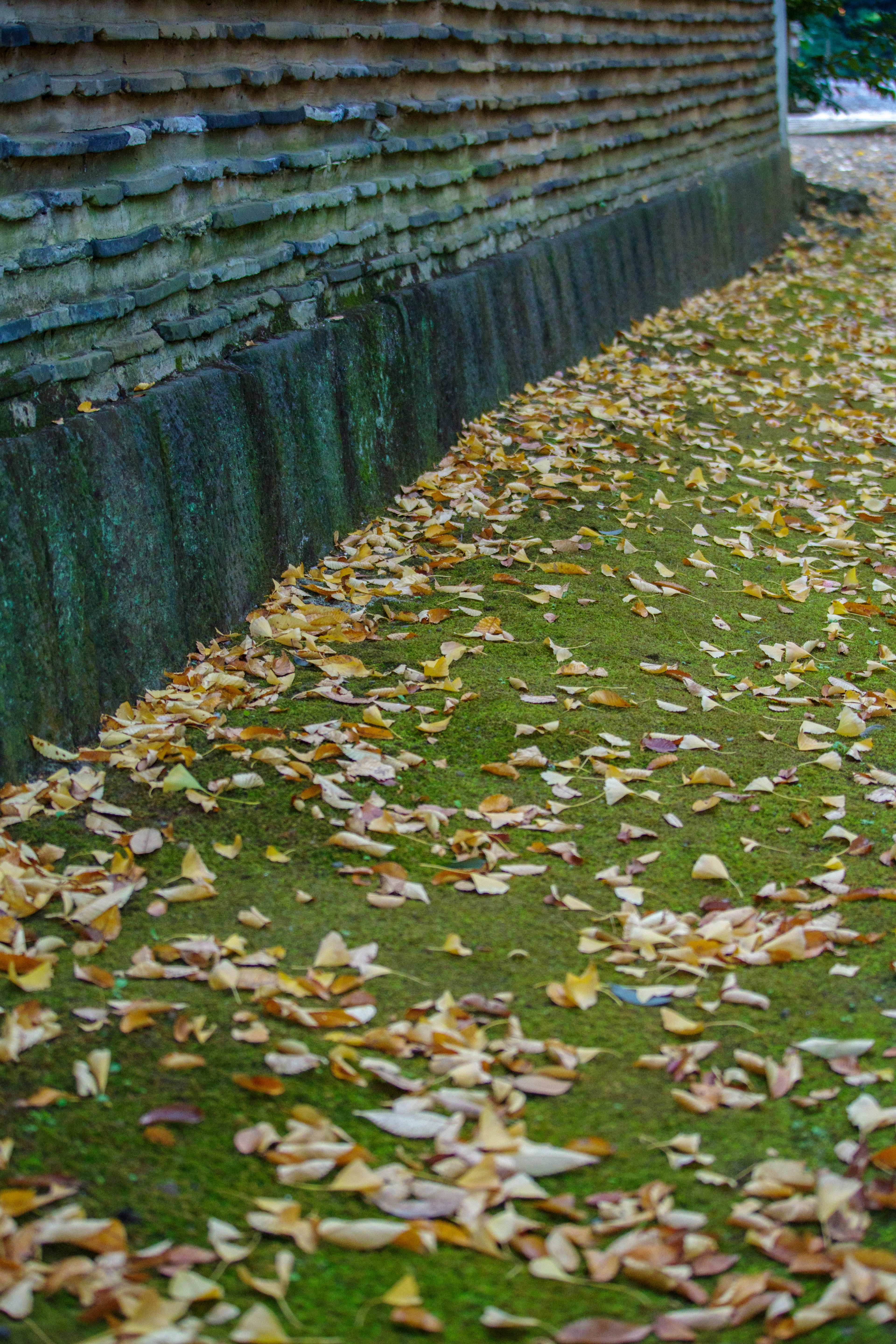 Autumn leaves scattered on a moss-covered ground beside a wall