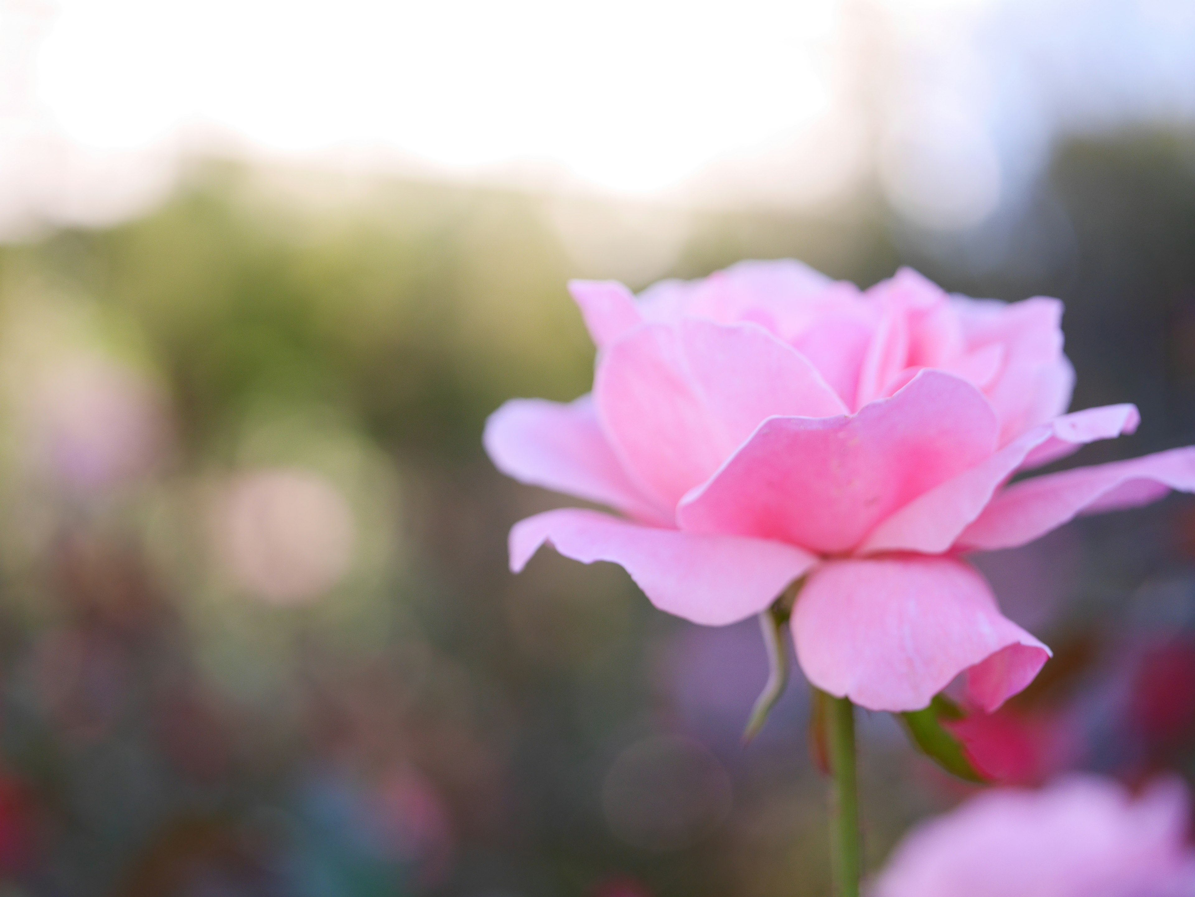 Una bella rosa rosa in fiore con sfondo sfocato