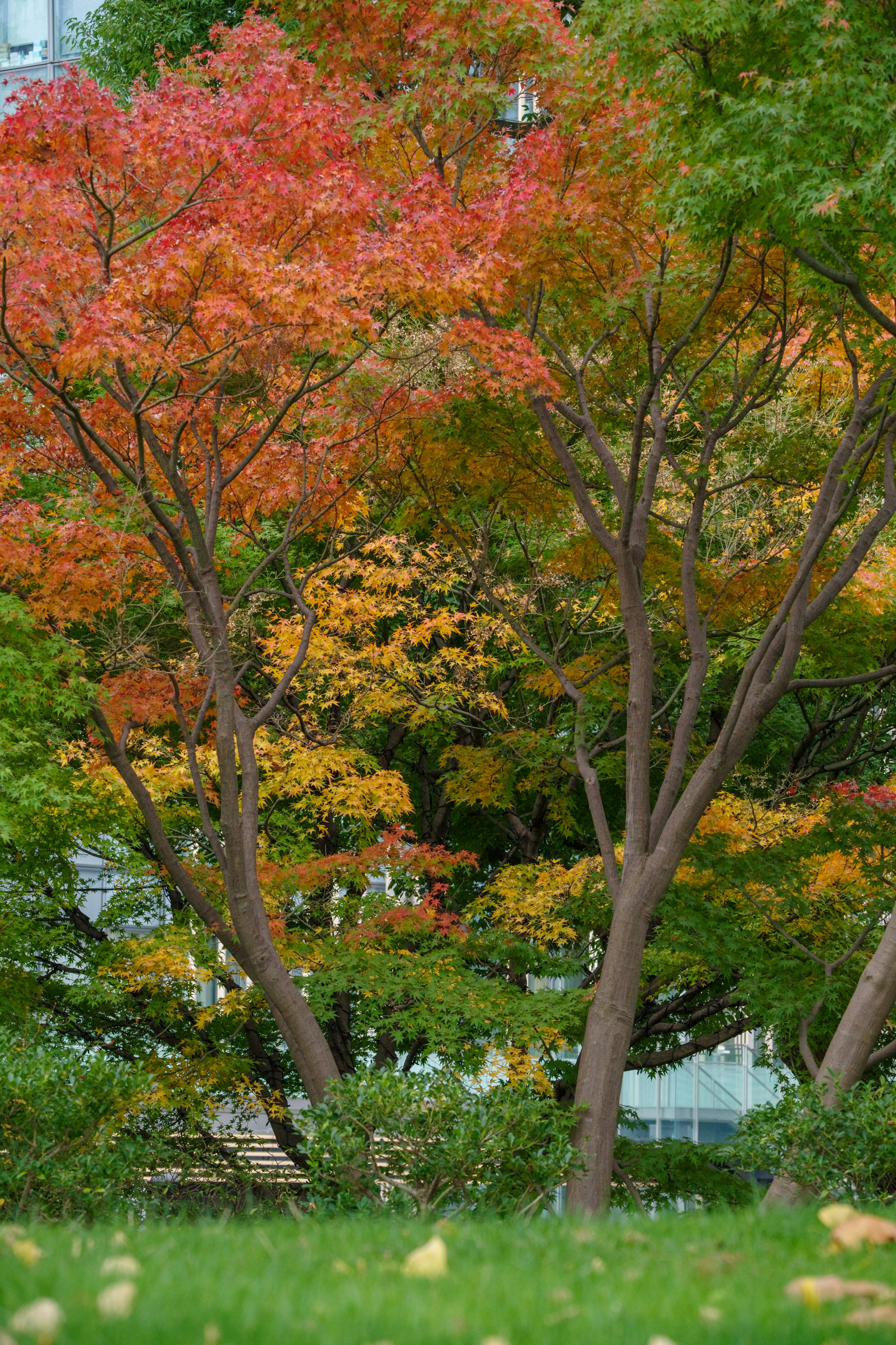 Malersiche Sicht auf Herbstbäume mit leuchtend roten und gelben Blättern