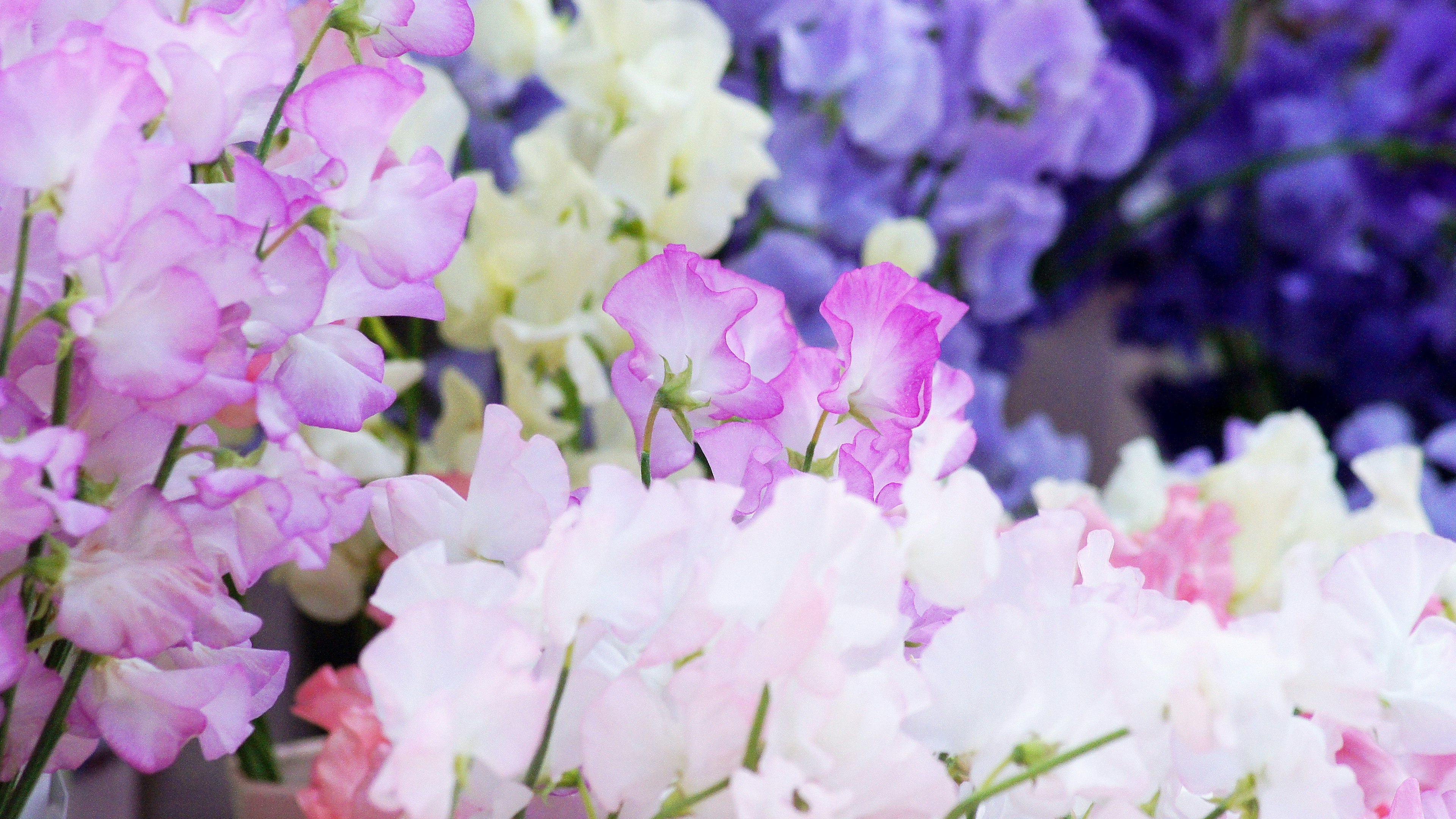 Vibrant pink and purple sweet pea flowers blooming