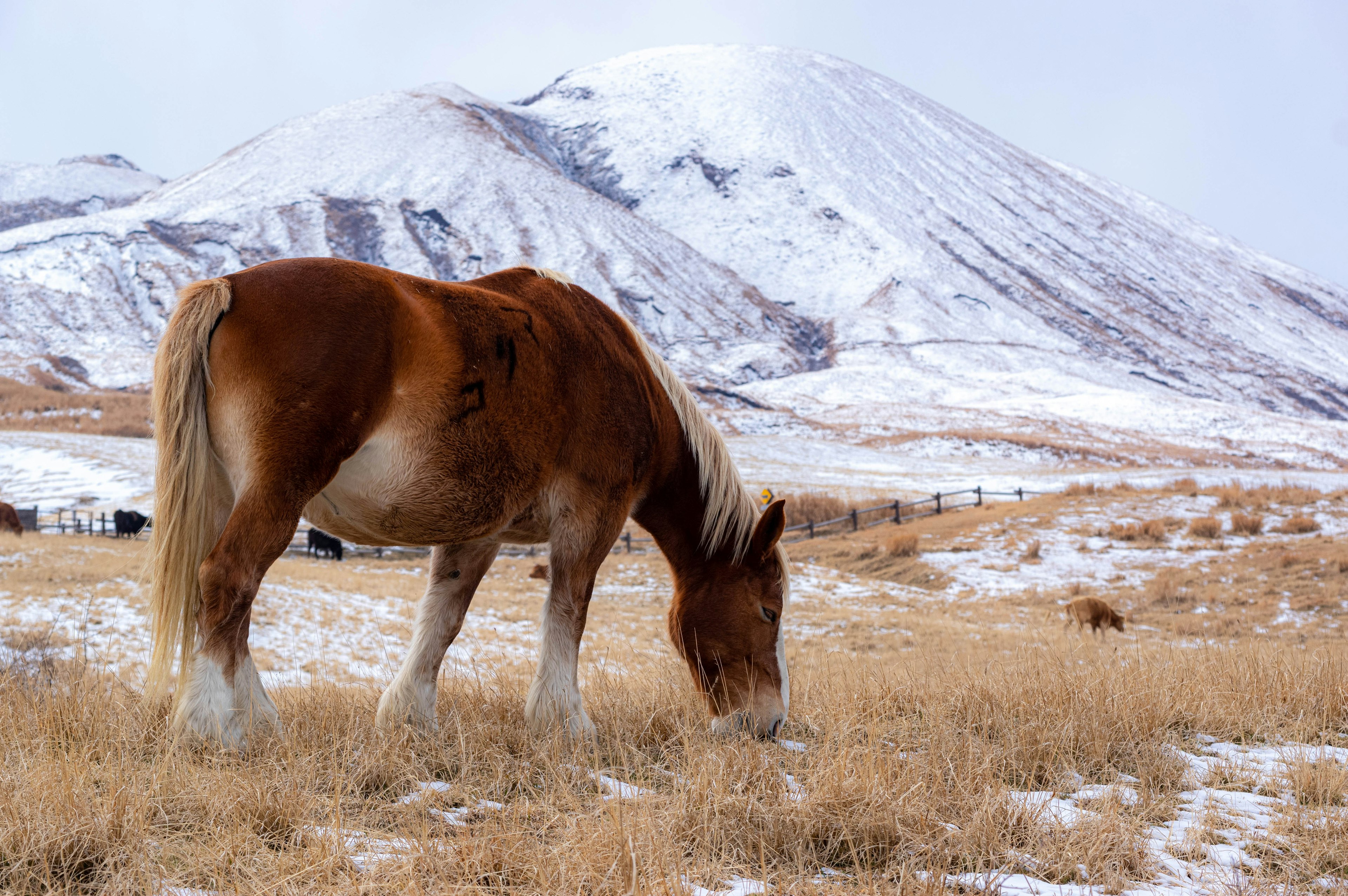 雪に覆われた草原で草を食べる馬と山の風景