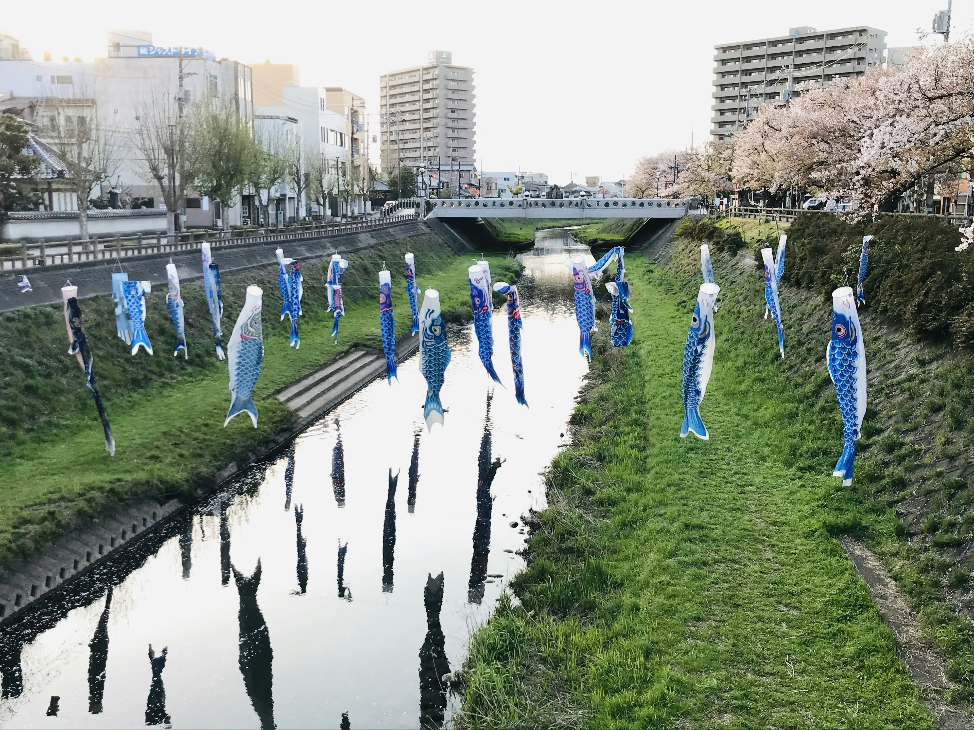 Figuras azules de pie alrededor de un río con cerezos en flor