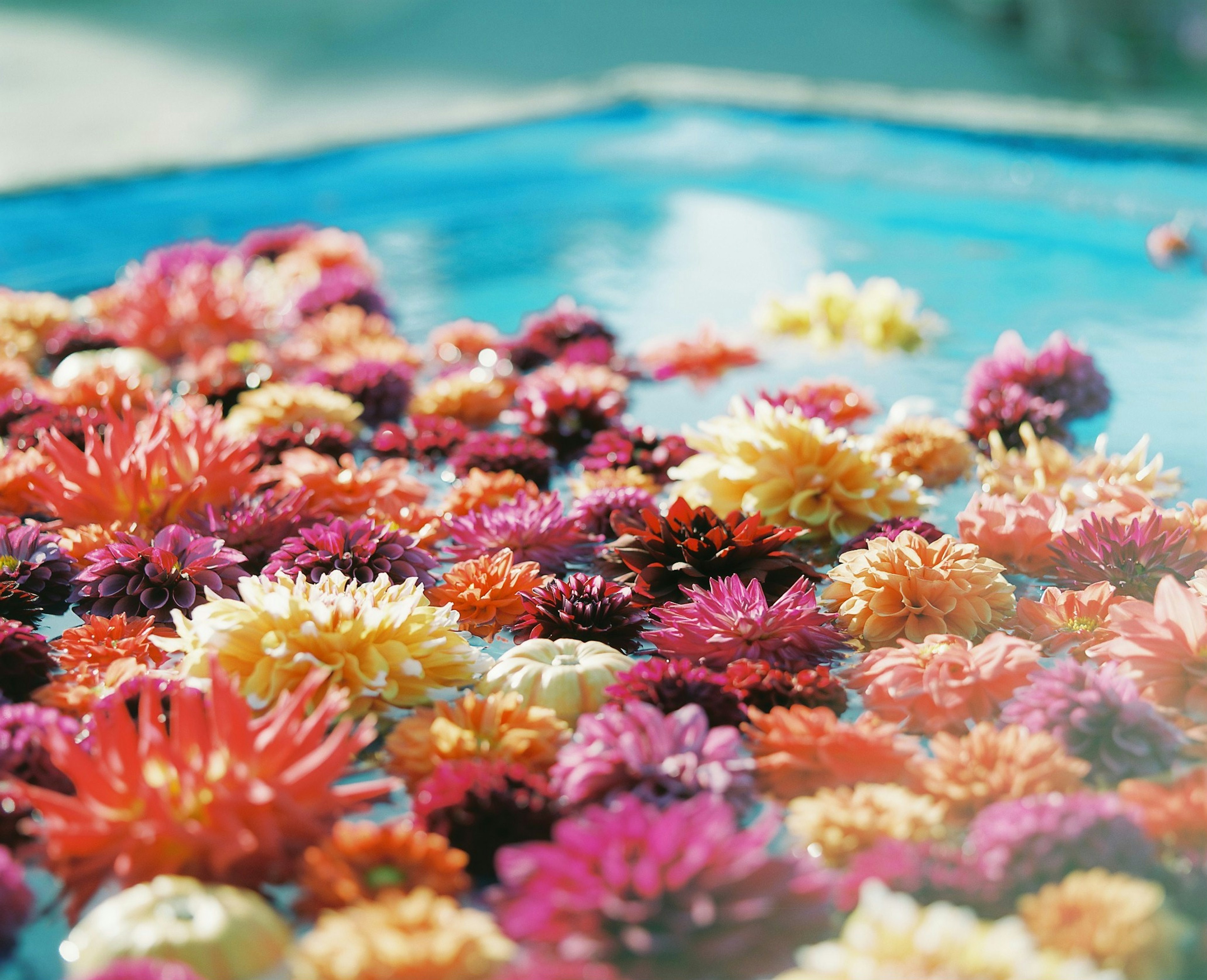 色とりどりの花が浮かぶ青い水面