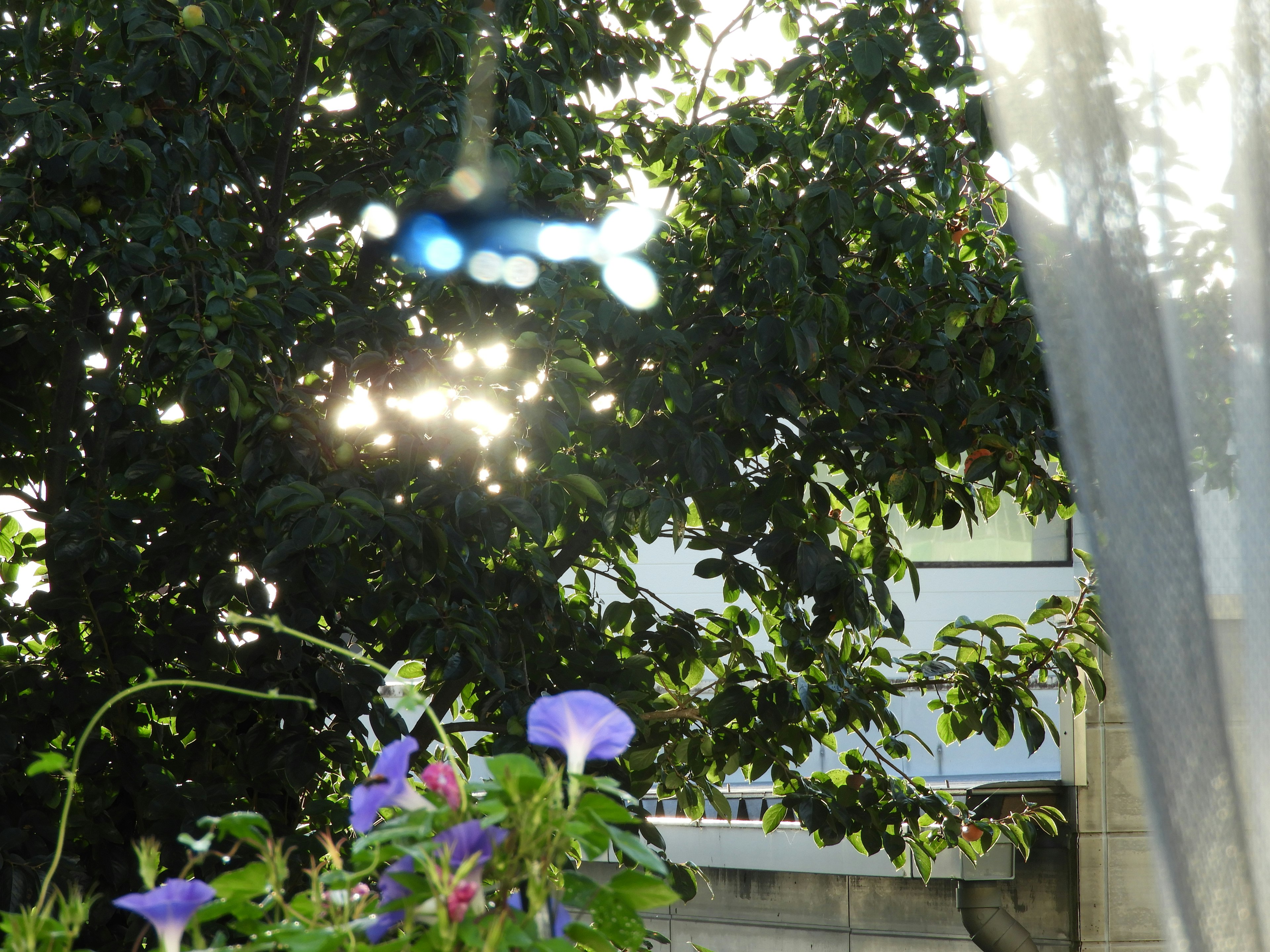 Eine Aussicht auf lila Blumen und grüne Blätter mit Sonnenlicht, das durch das Fenster scheint