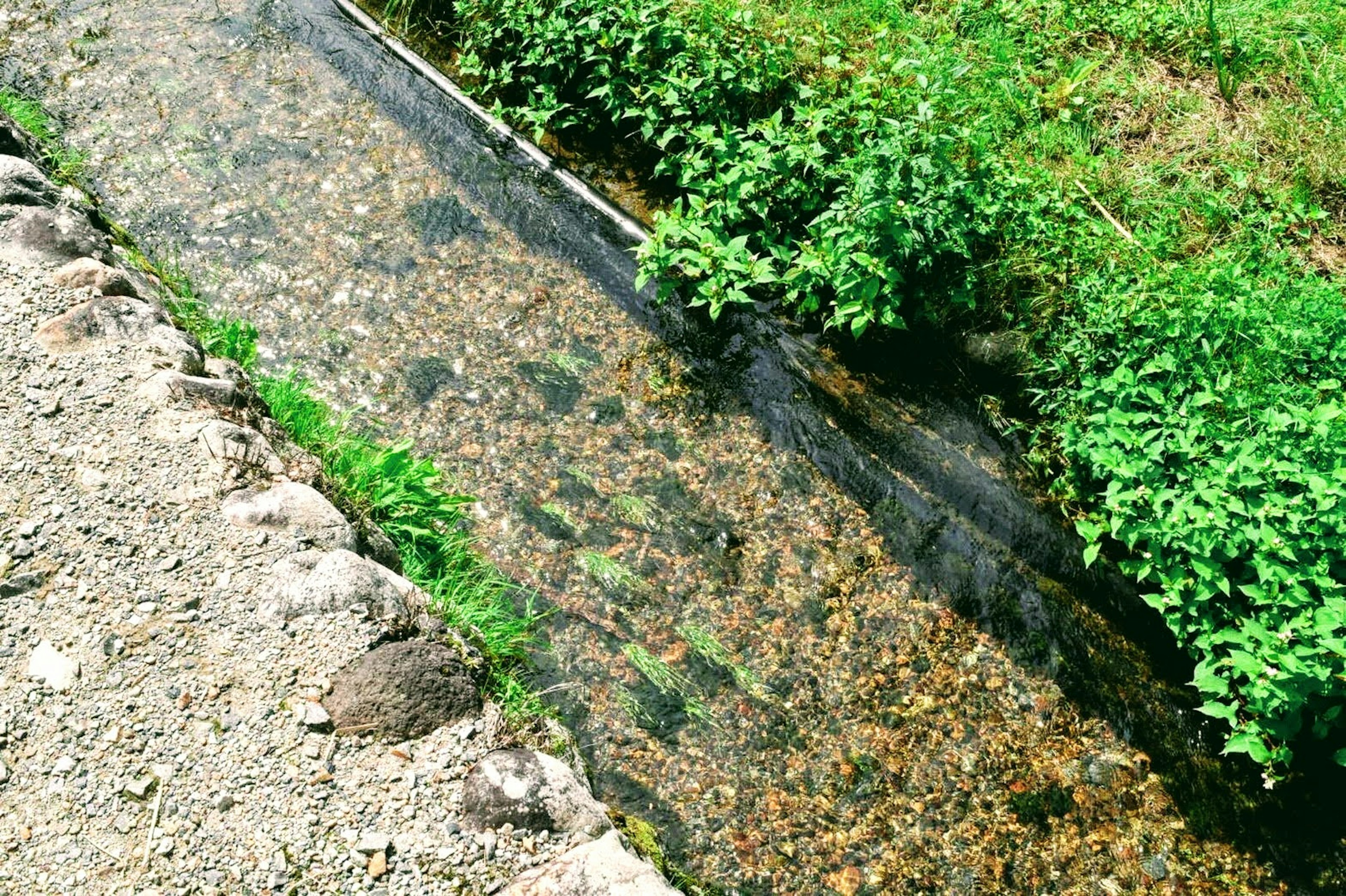 Canale limpido fiancheggiato da vegetazione lussureggiante