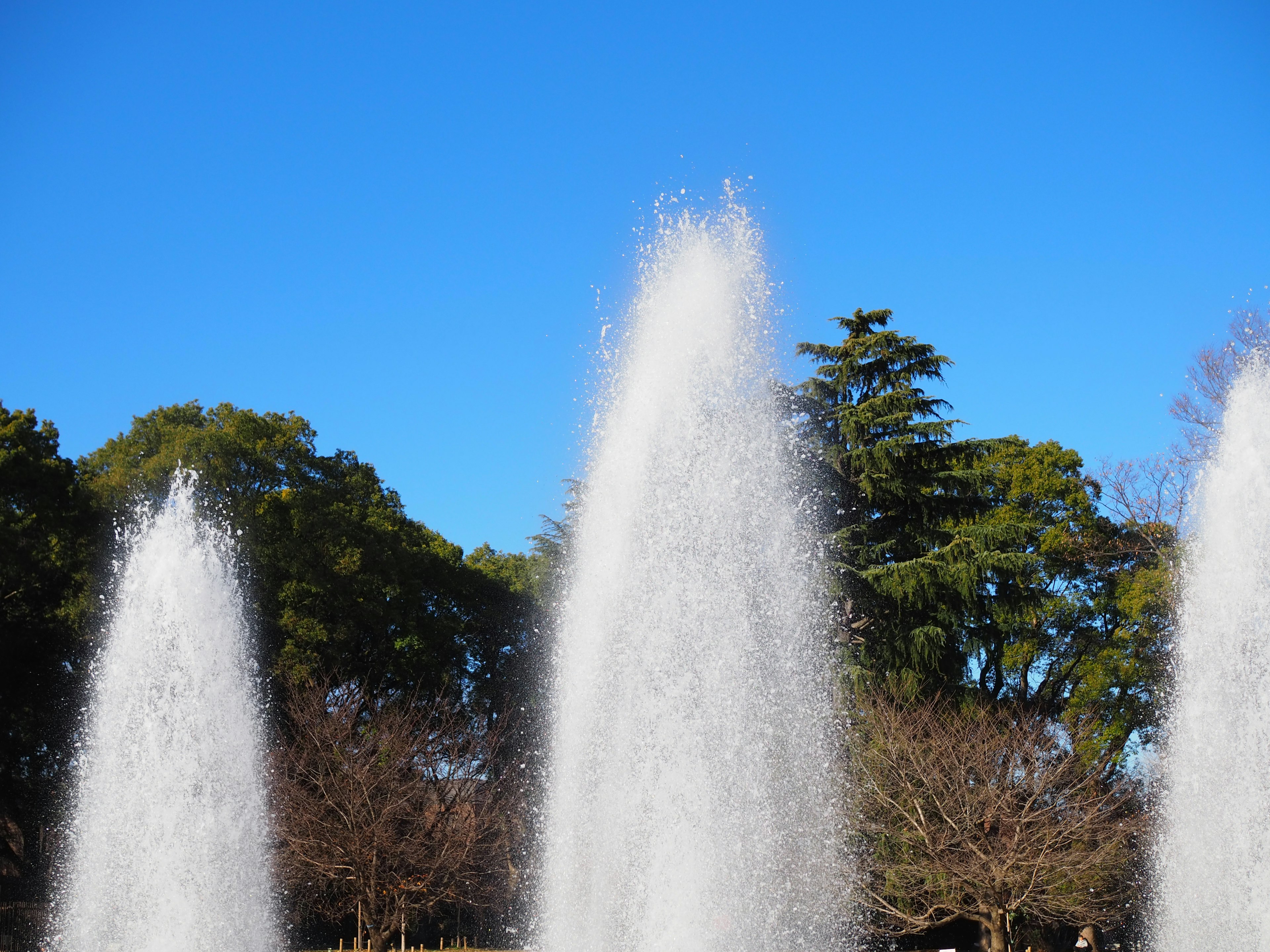 Fountains spouting water under a blue sky with green trees in a winter landscape