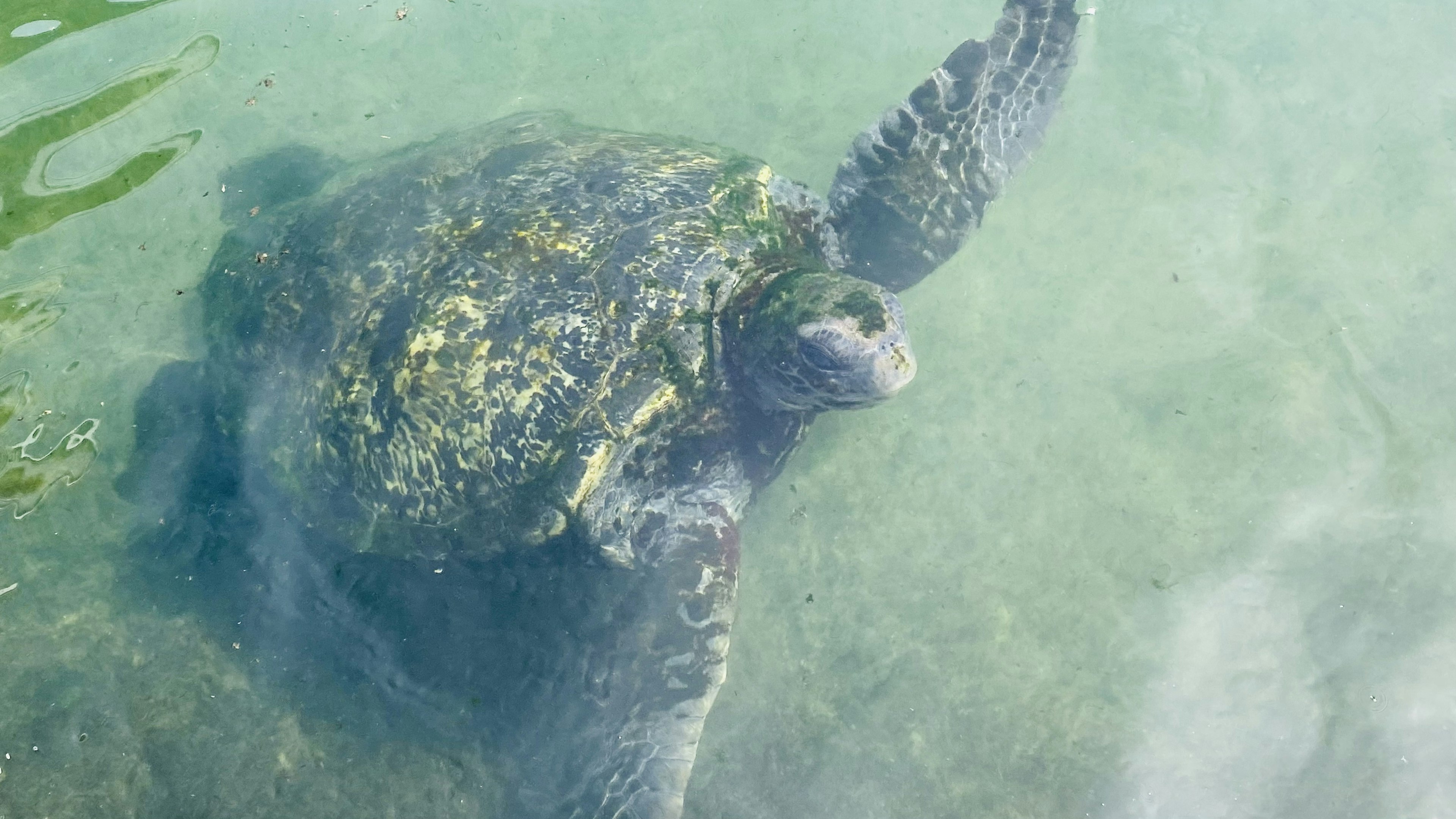 水中を泳ぐウミガメの鮮やかな姿