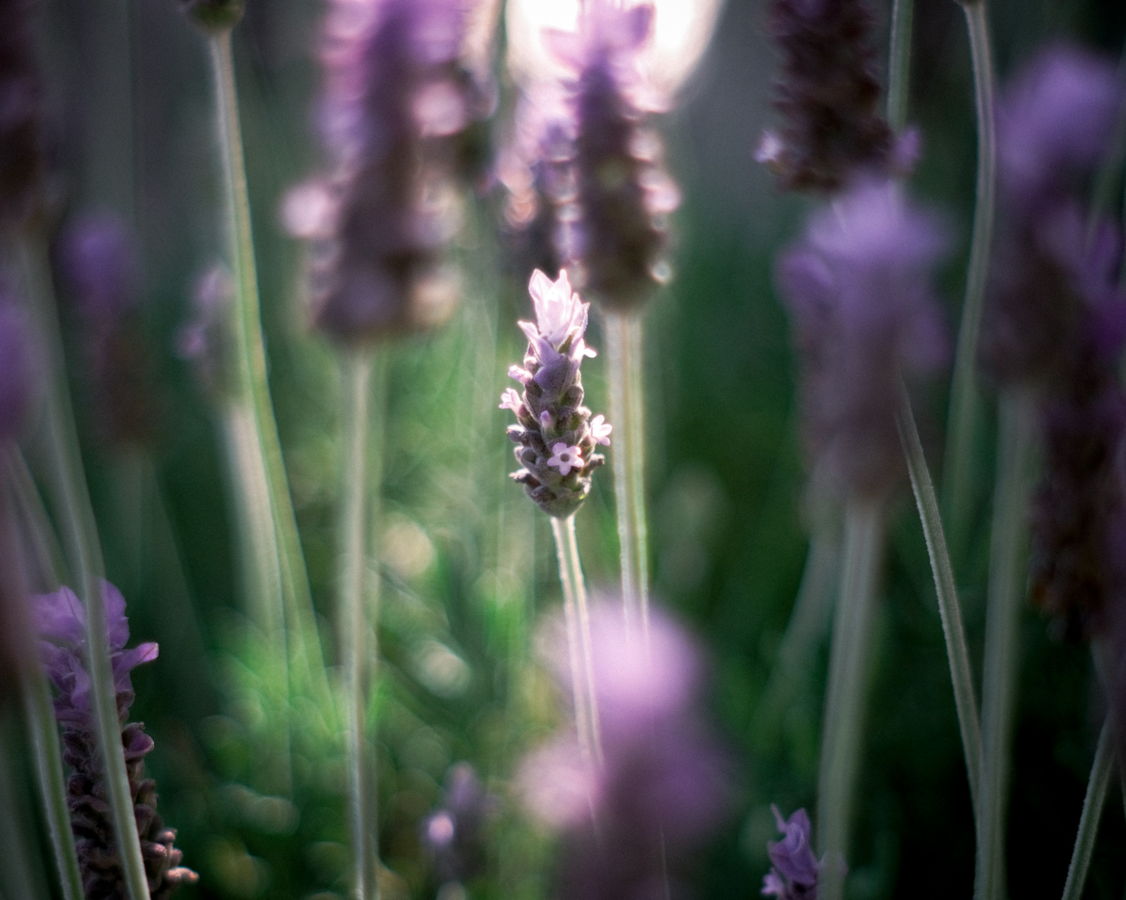 Bunga lavender mekar lembut di latar belakang kabur