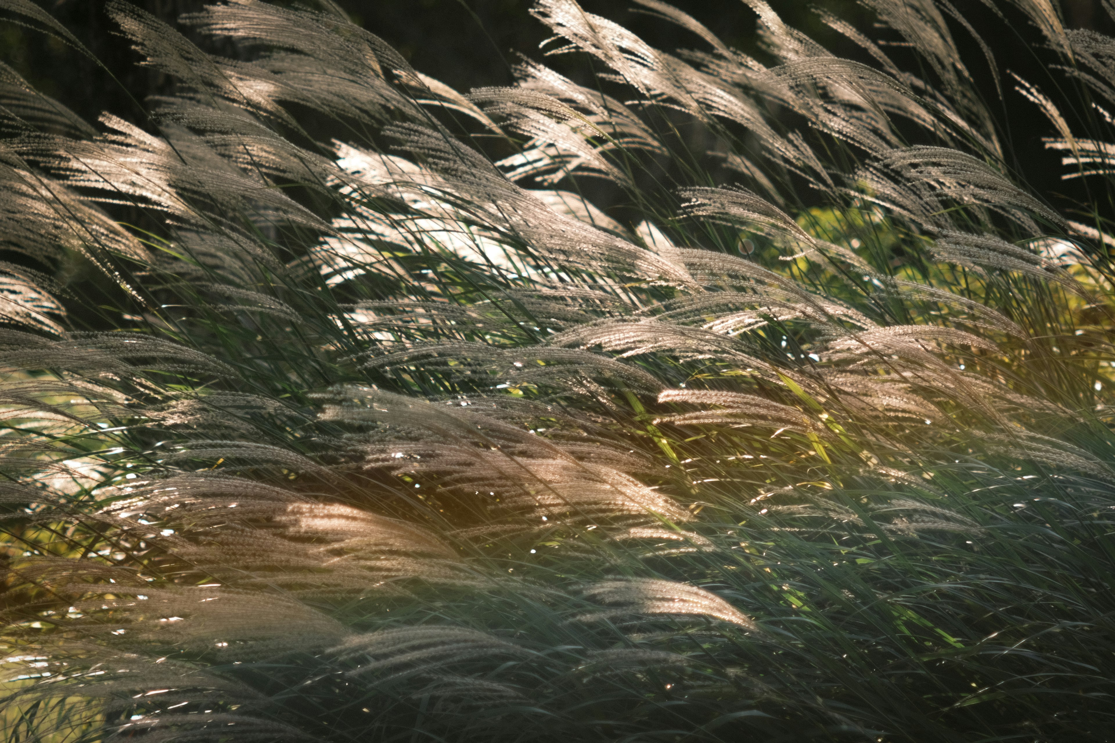 Anmutige Grashalme, die im Wind schwanken, mit sanftem Sonnenlicht