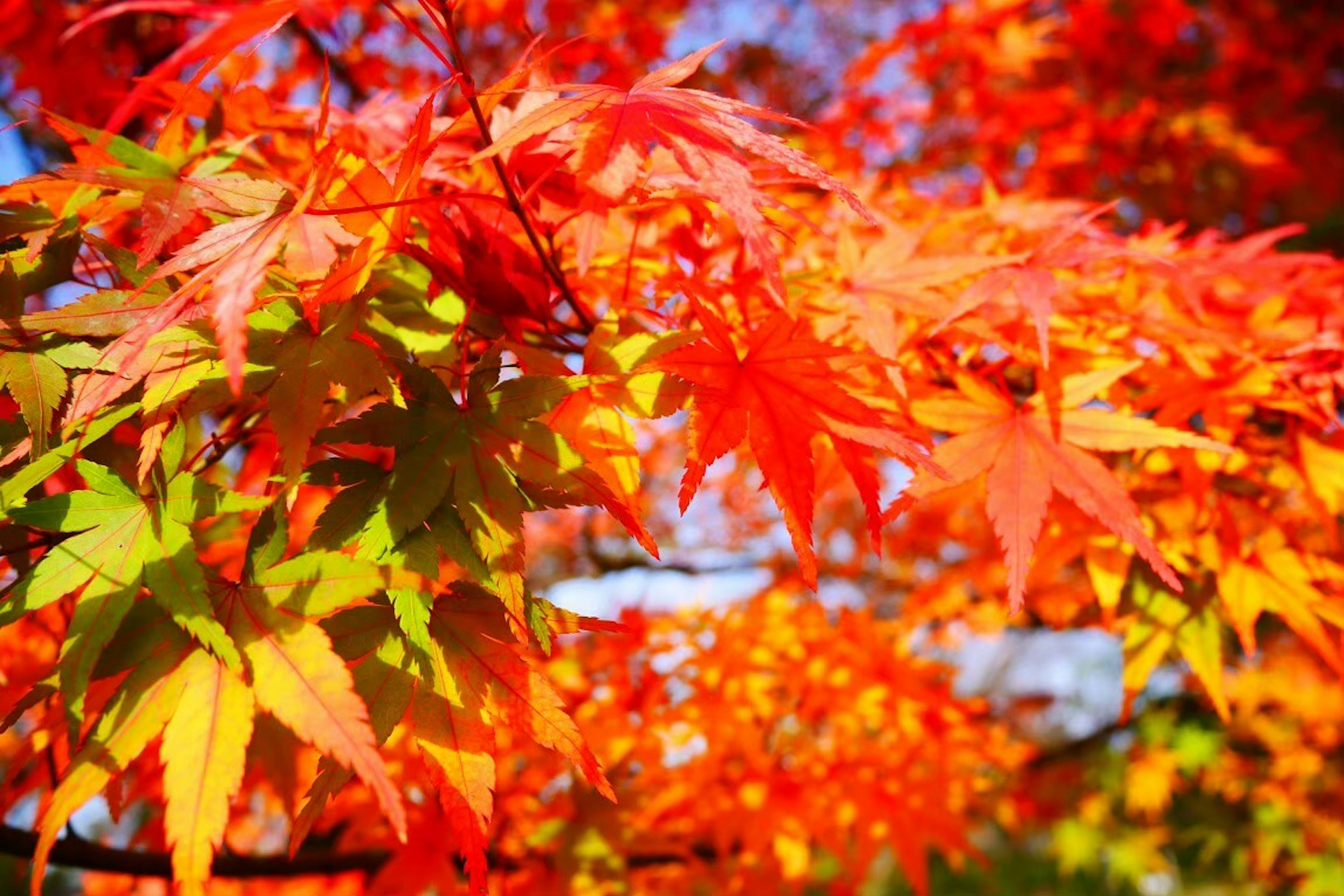 Lebendige rote und orange Ahornblätter schaffen eine atemberaubende Herbstszene