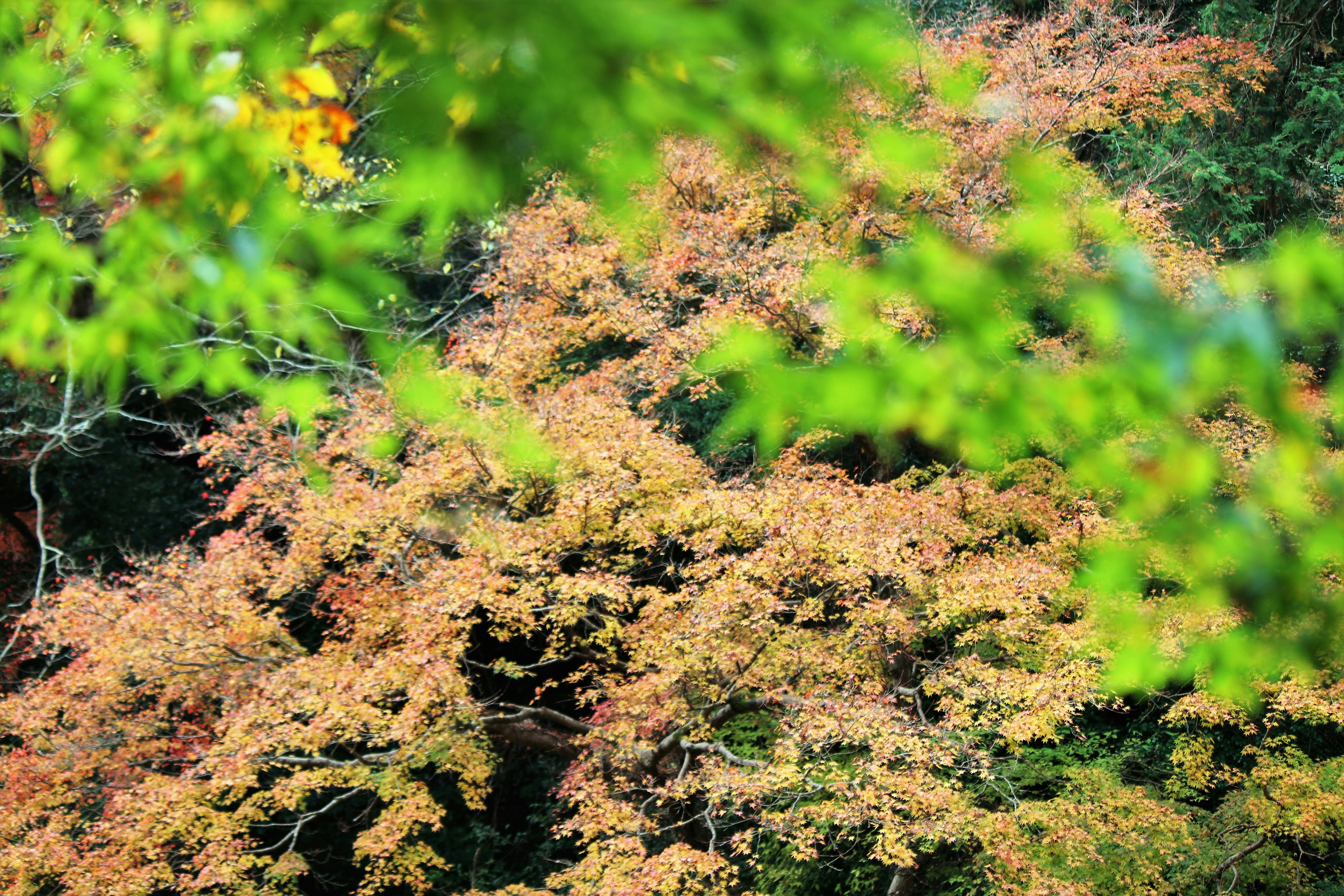 緑の葉に囲まれた秋の紅葉が広がる風景