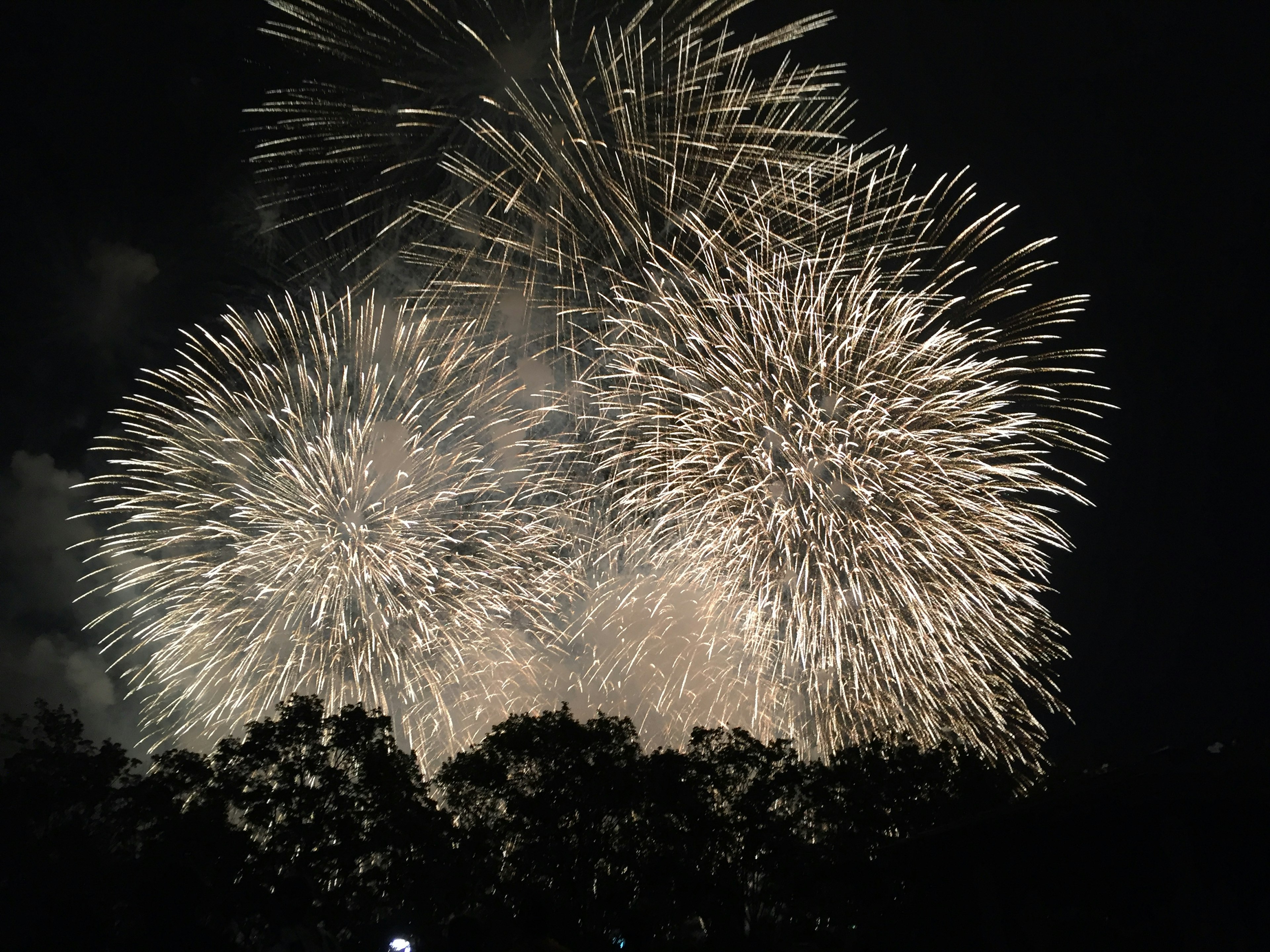 夜空中綻放的明亮白色煙火與輪廓樹木