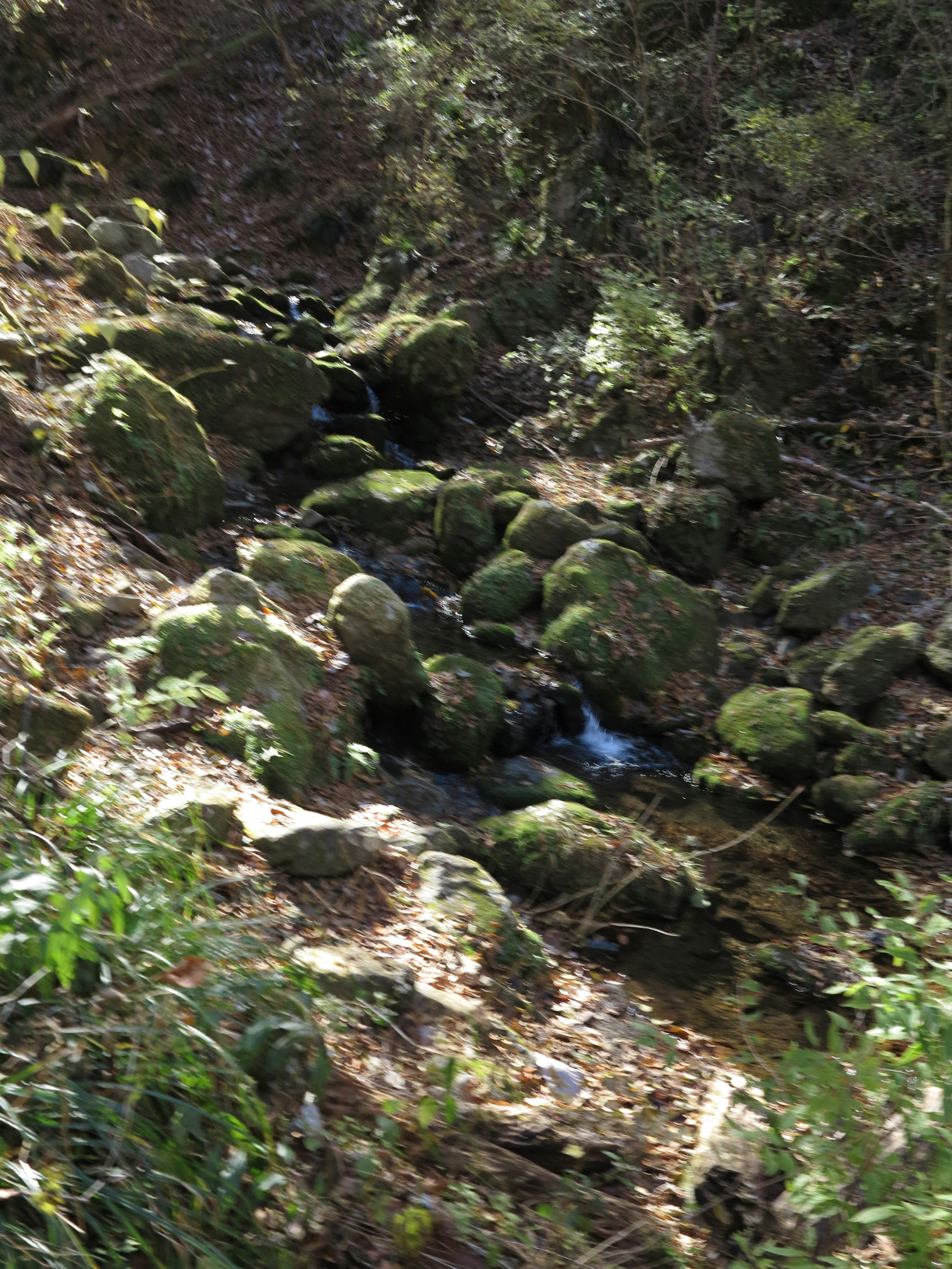 Forest scene with moss-covered rocks and a flowing stream