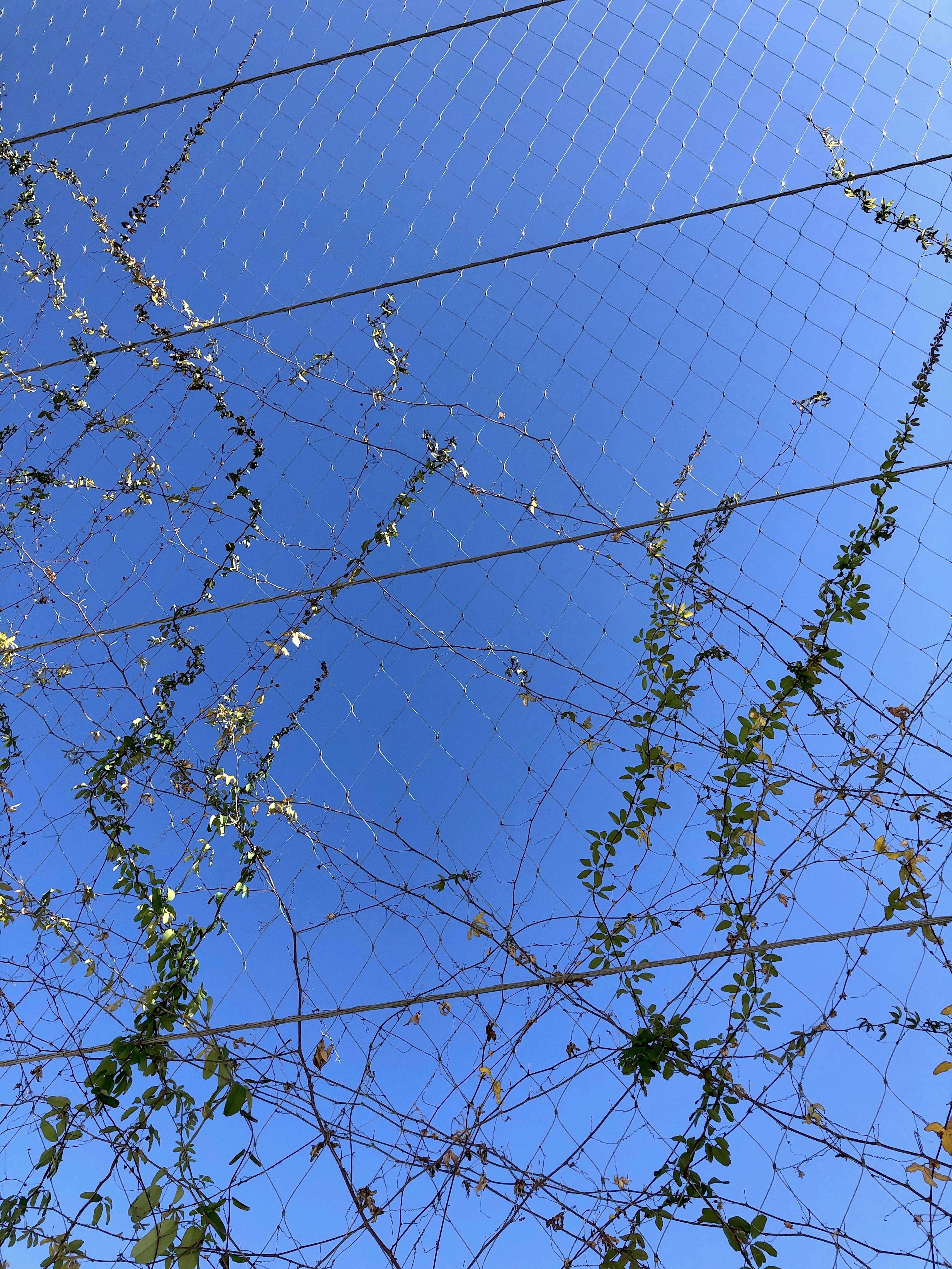 Foto von Weinreben, die vor einem klaren blauen Himmel verwoben sind