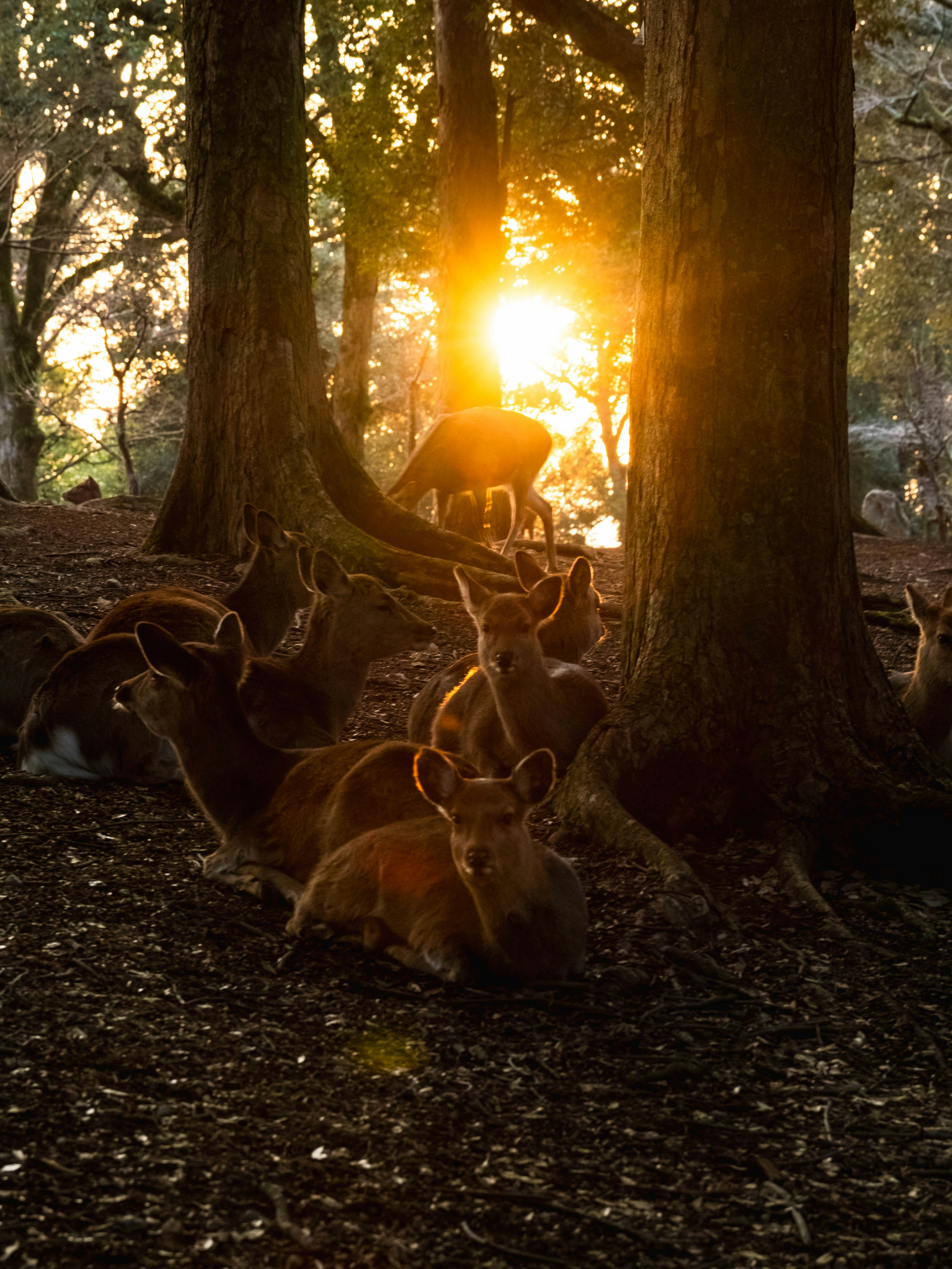 A herd of deer resting among trees with a sunset in the background