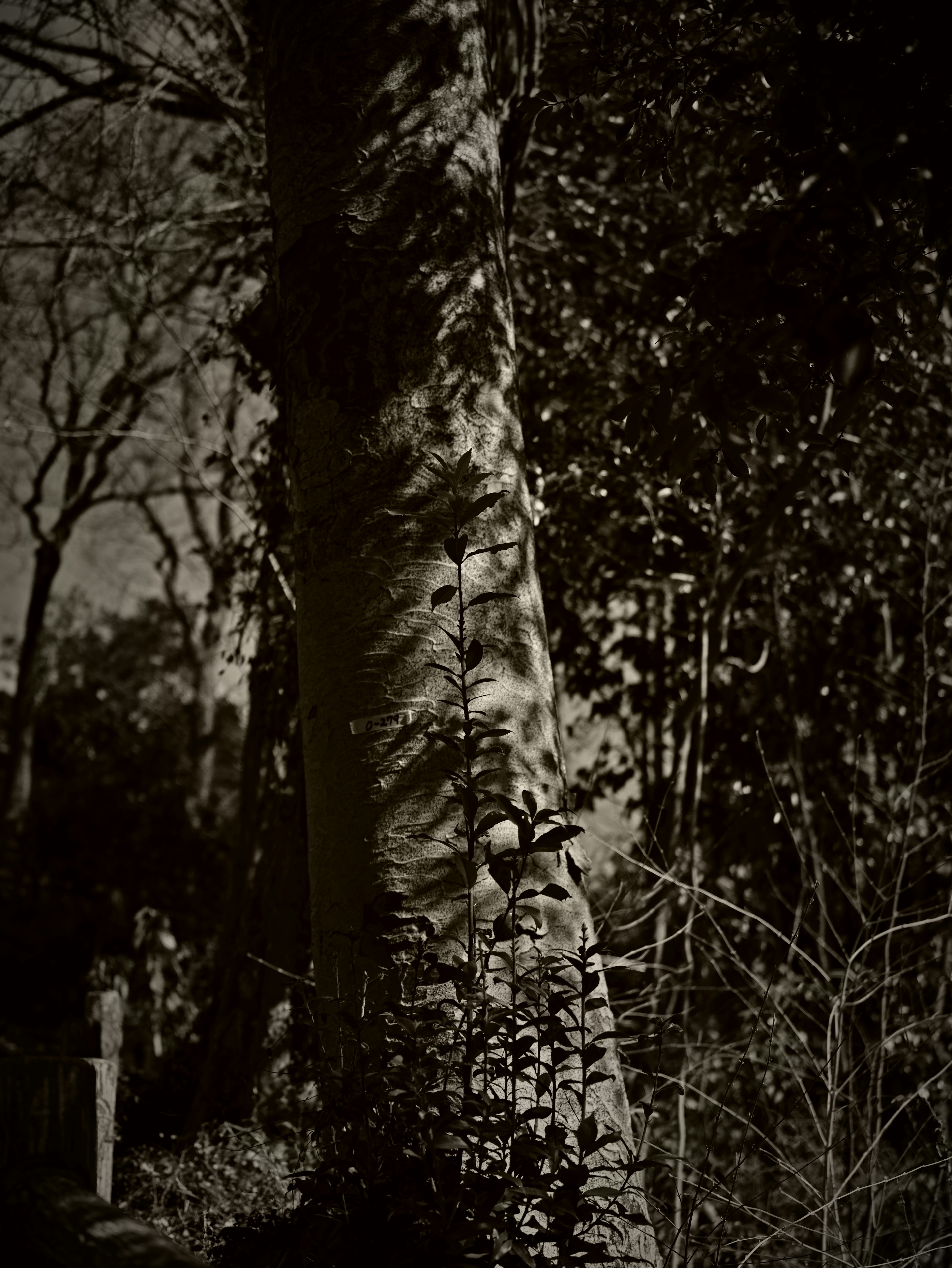 Image monochrome d'un tronc d'arbre avec des ombres