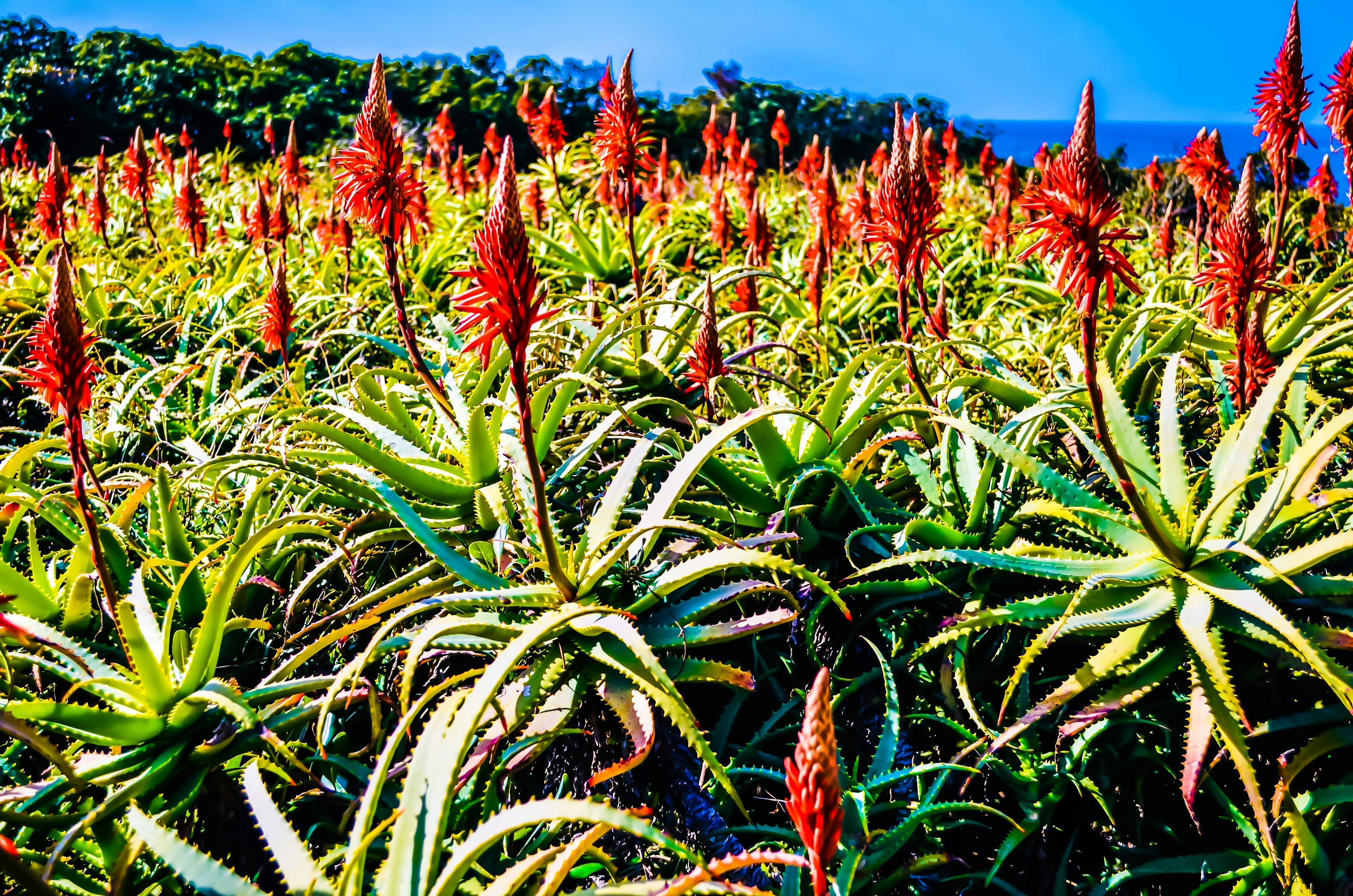 Paisaje de plantas de aloe con flores rojas bajo un cielo azul