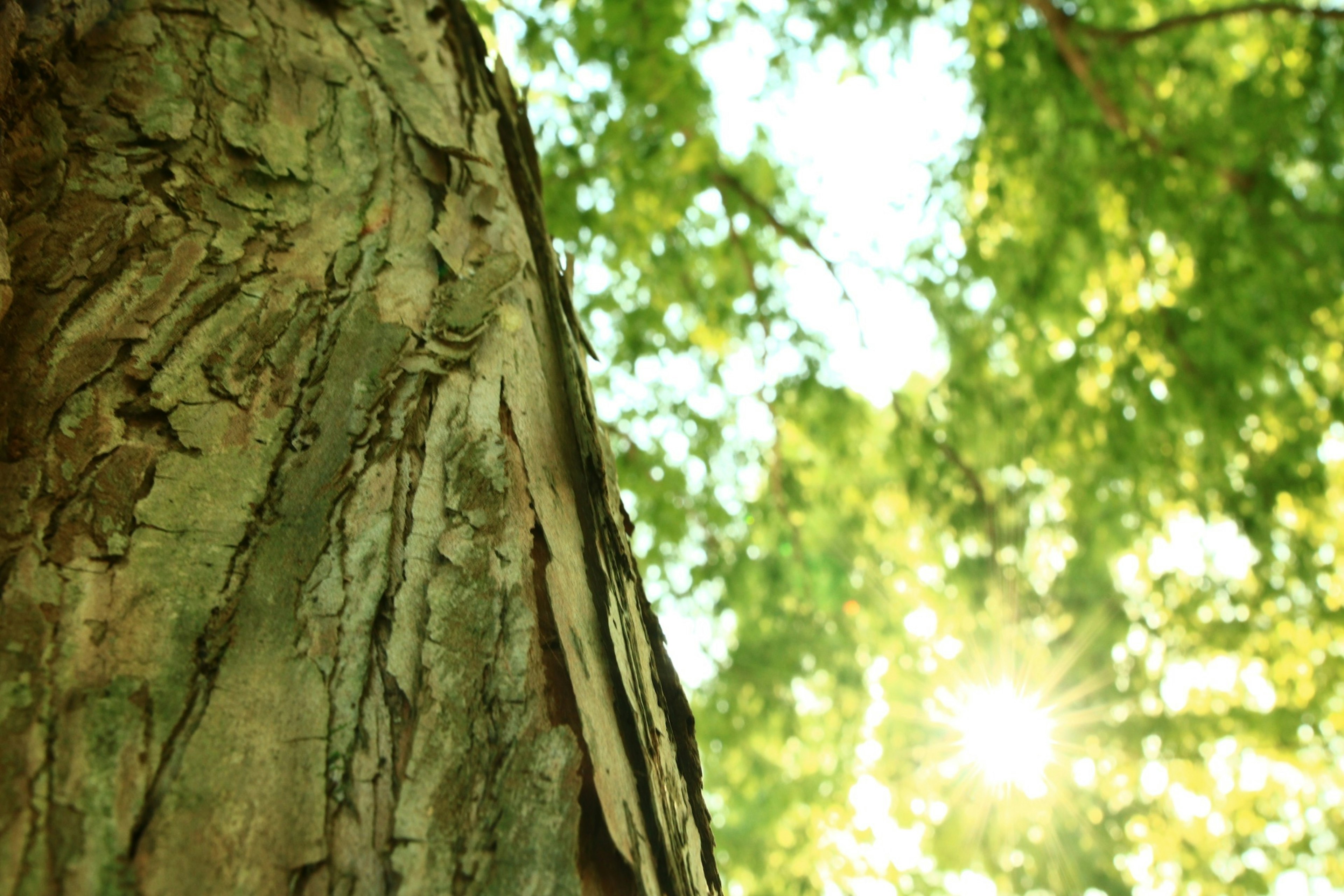 Primo piano della corteccia di un albero con la luce del sole che filtra tra le foglie verdi