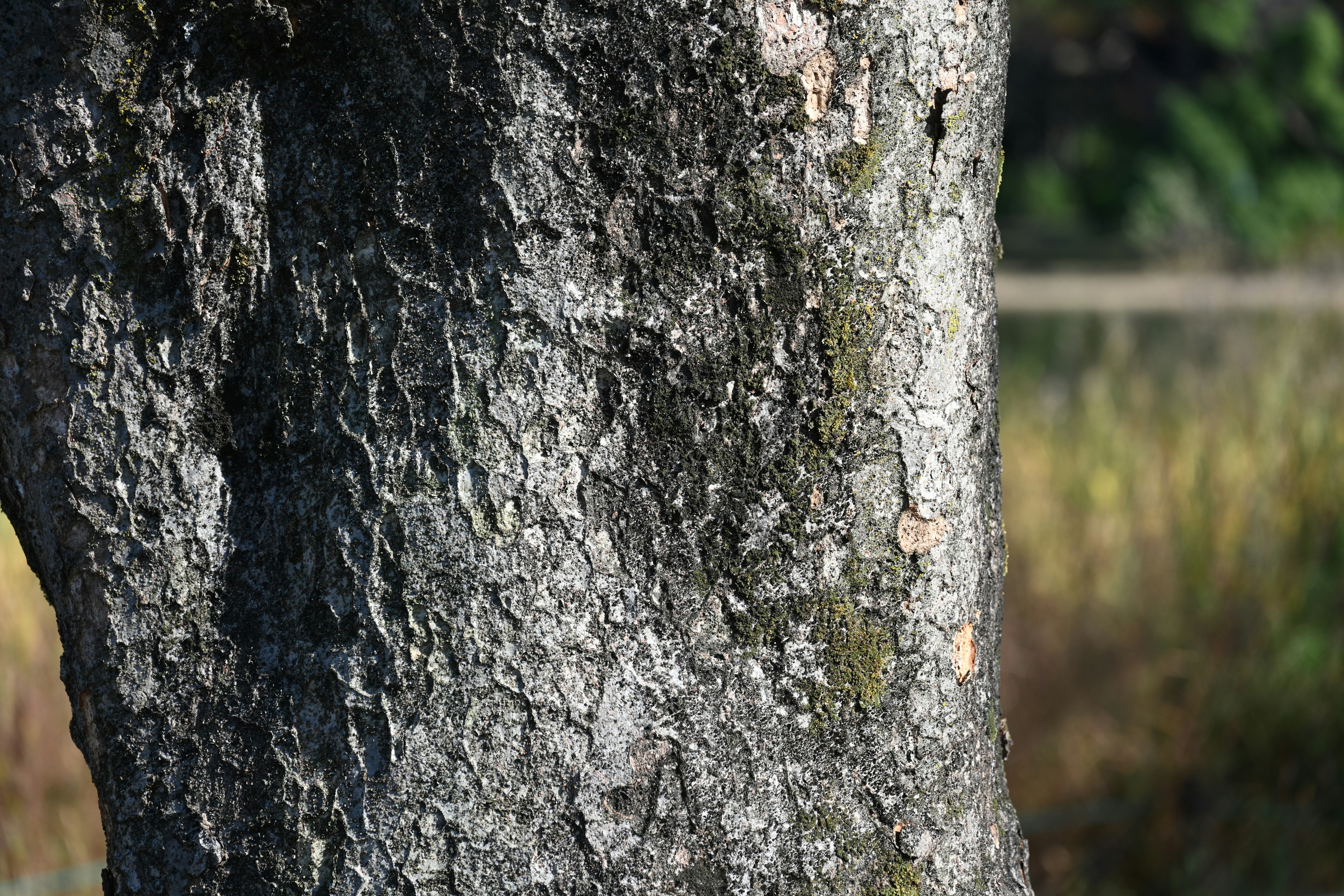 Close-up of a tree trunk showcasing detailed texture and patterns