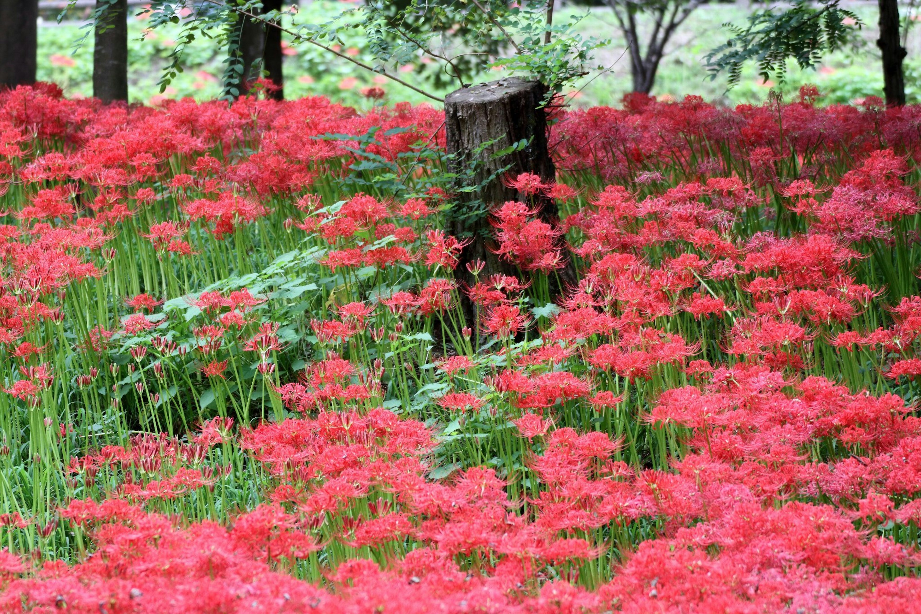 Ein üppiges Feld roter Spinnenlilien in einer Waldumgebung