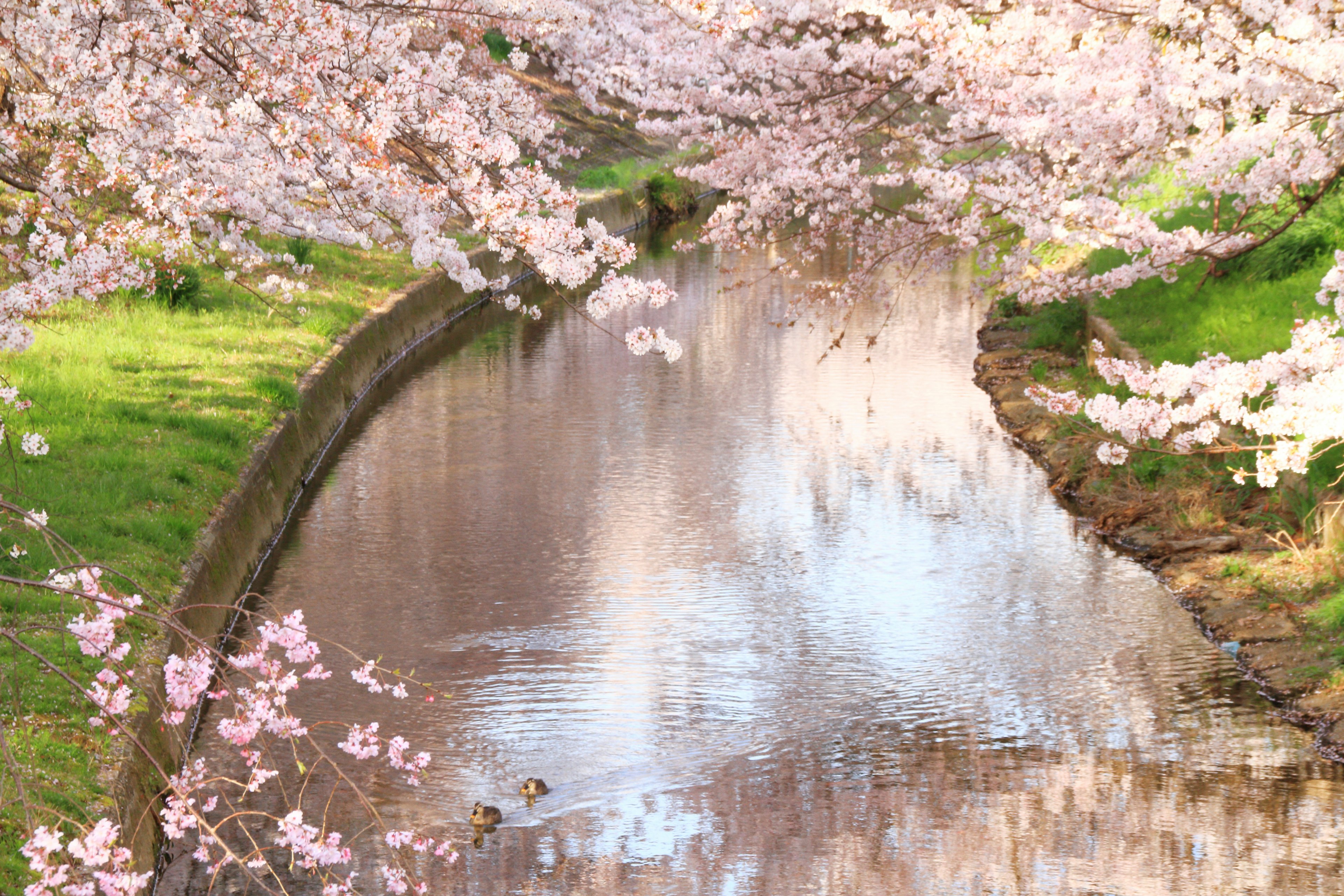 Vista panoramica di un torrente circondato da fiori di ciliegio