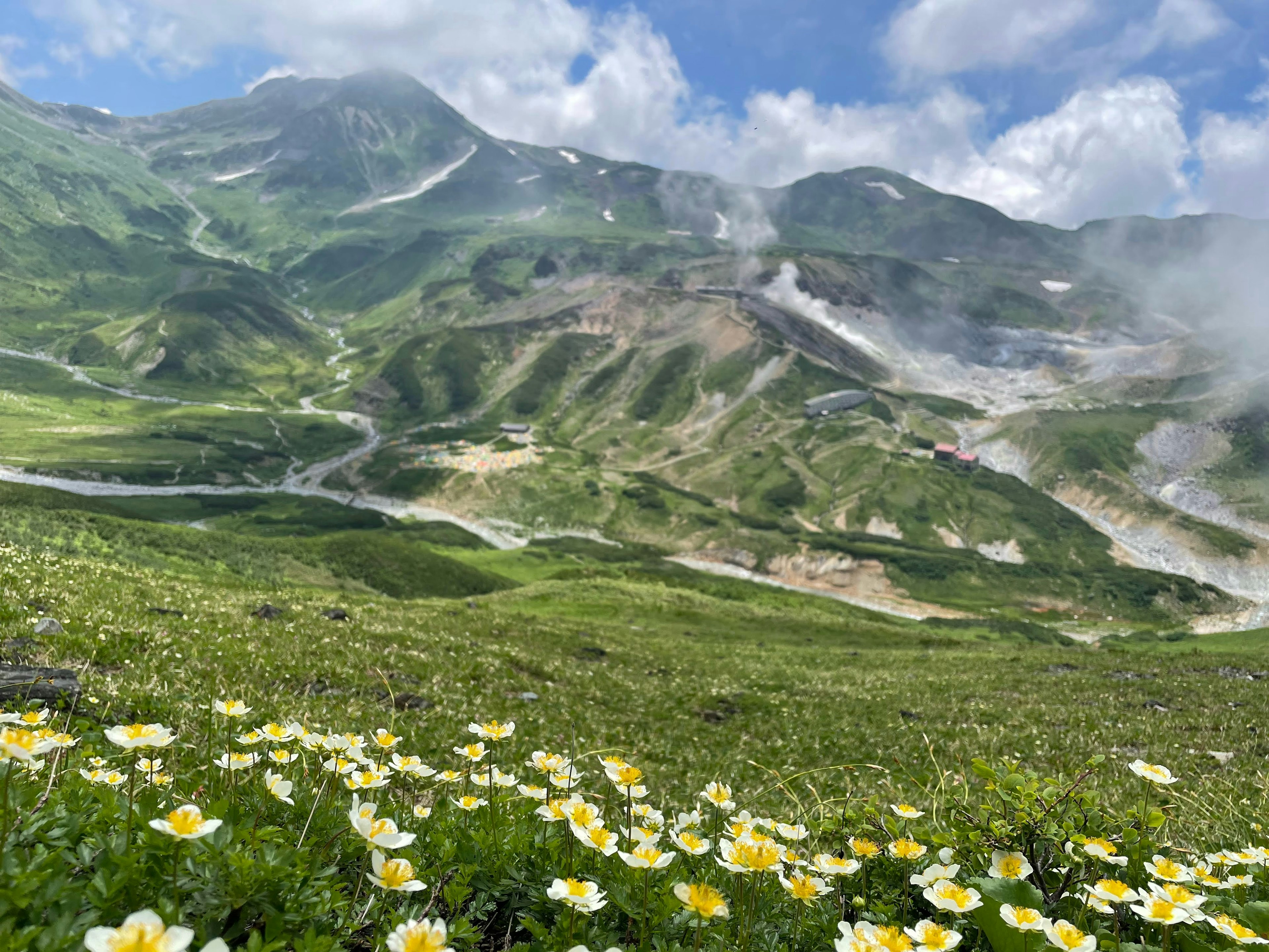 緑の山々と白い花が咲く風景の画像