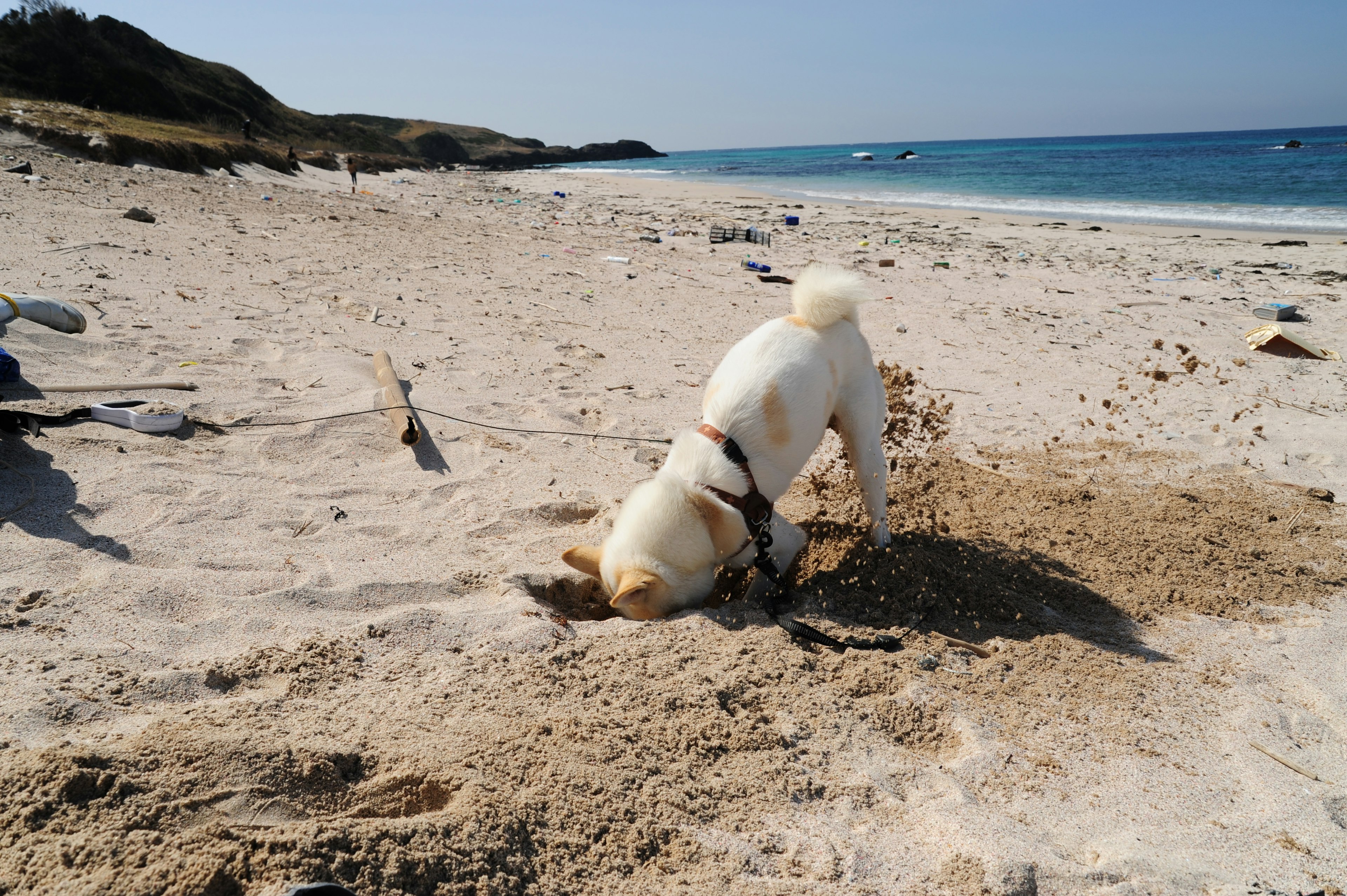 犬が砂浜で掘っている様子