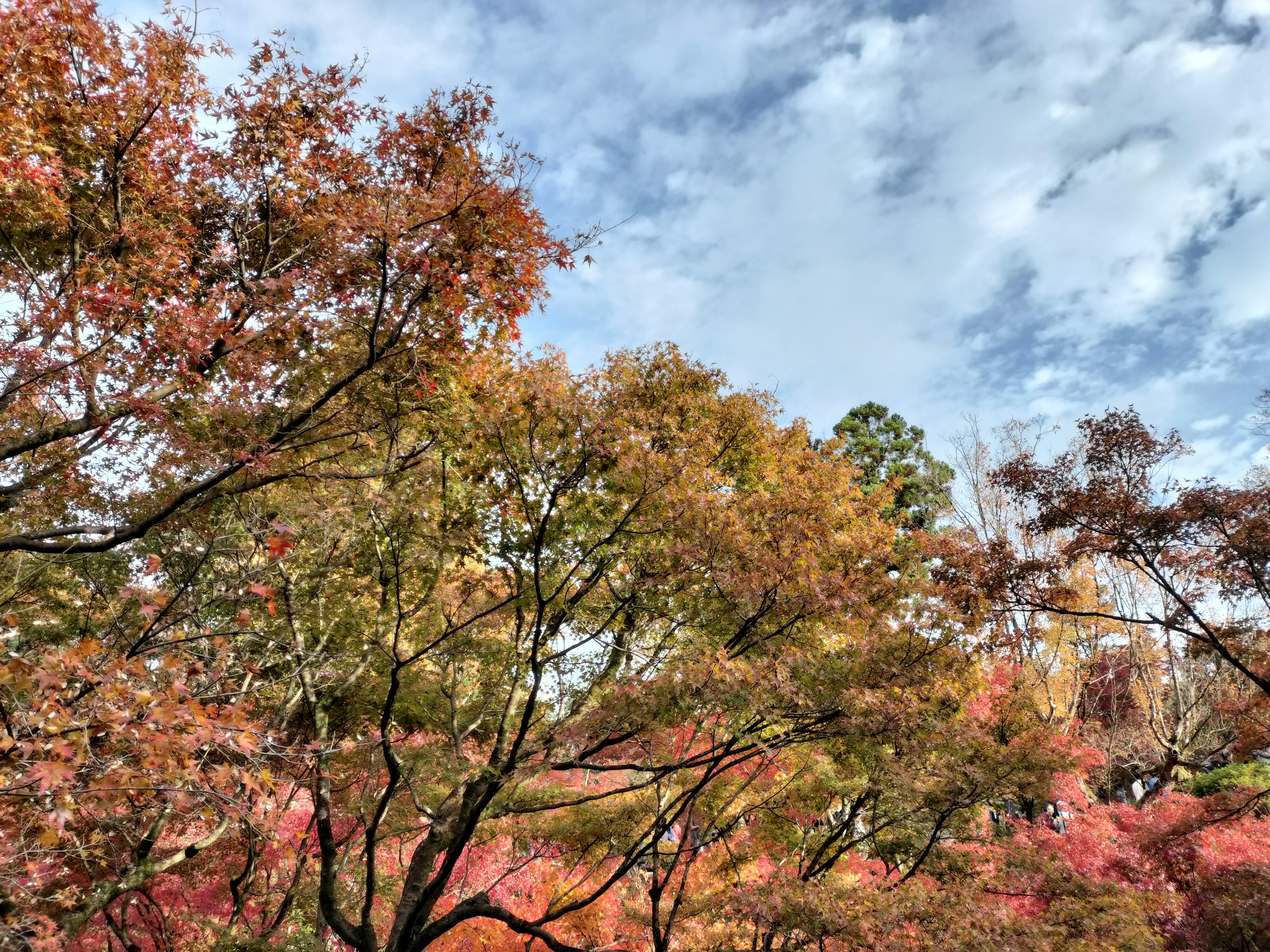 Herbstlaub mit lebhaften roten und orangefarbenen Blättern unter einem blauen Himmel