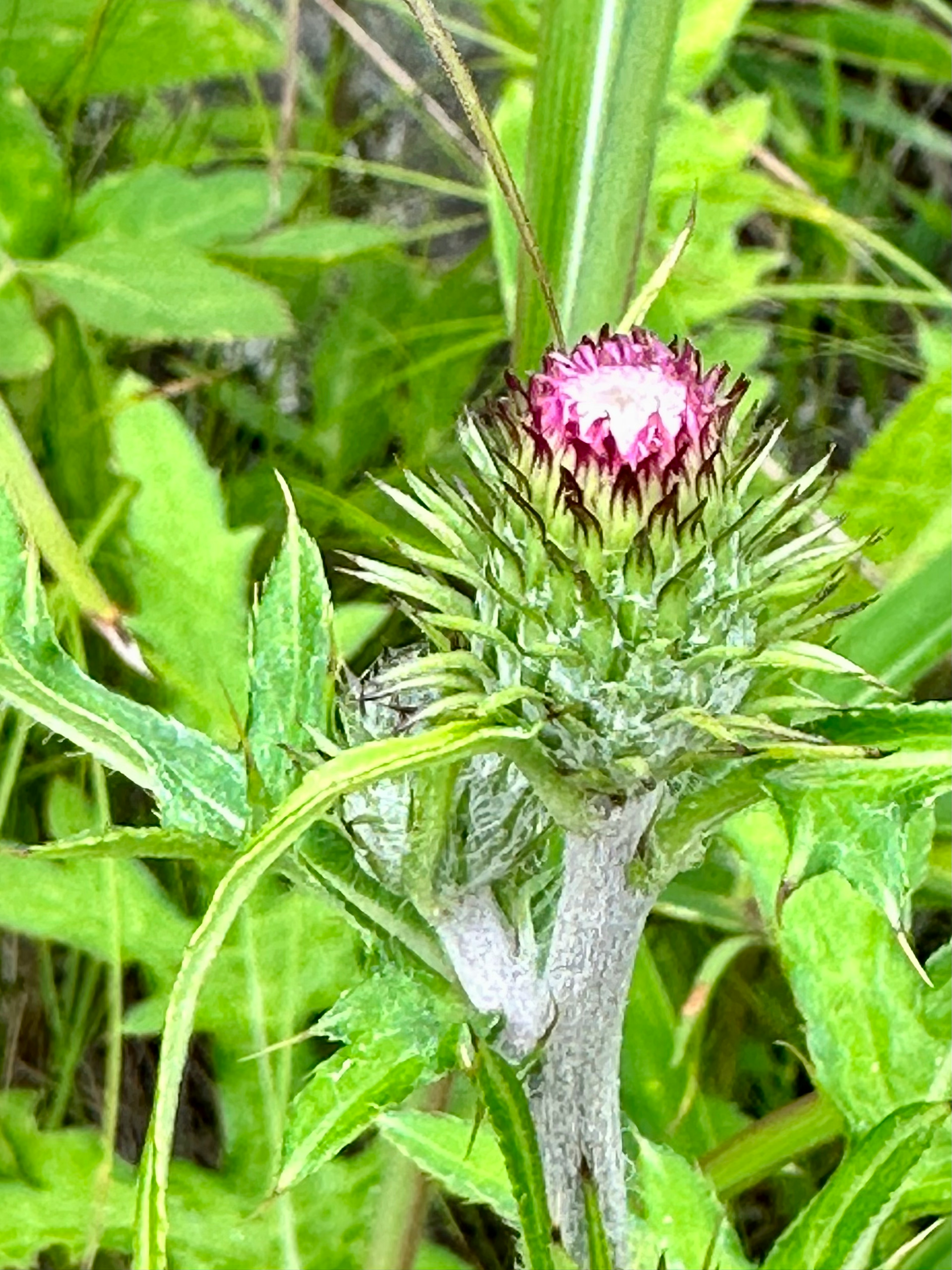 緑の葉に囲まれた紫色のつぼみを持つ植物