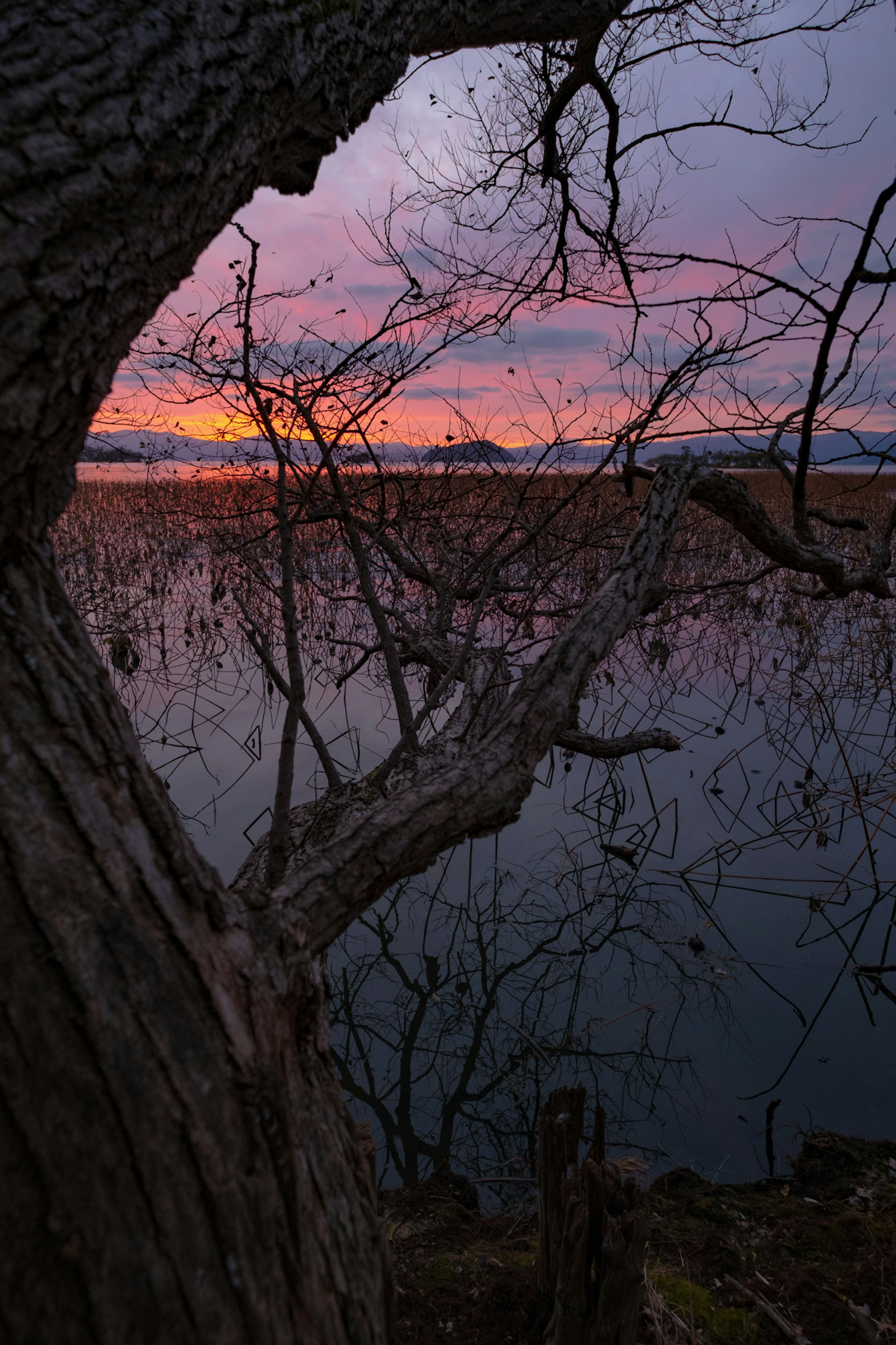 Branches d'arbre encadrant un coucher de soleil sur l'eau