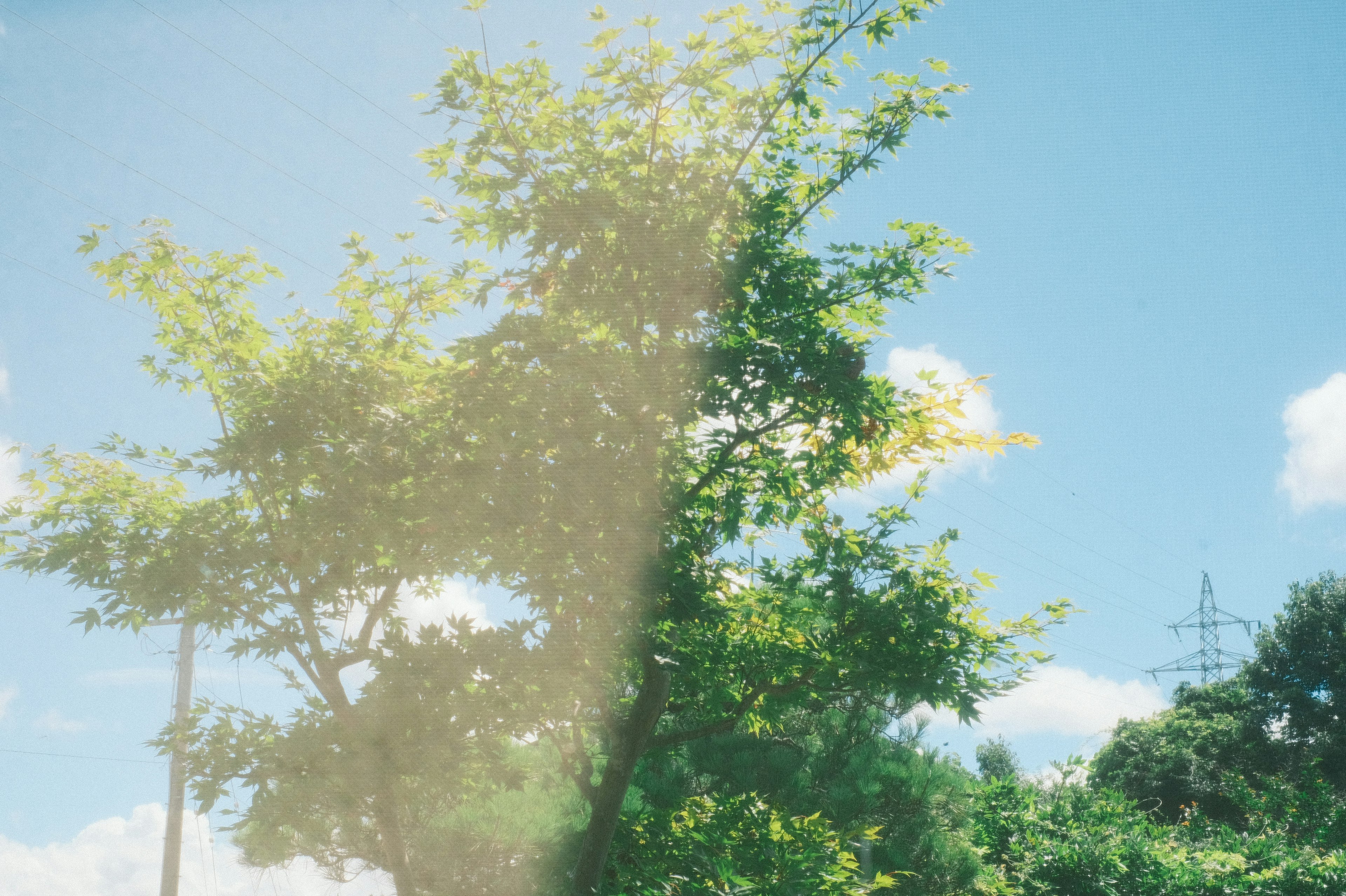 Vue floue d'arbres verts contre un ciel bleu