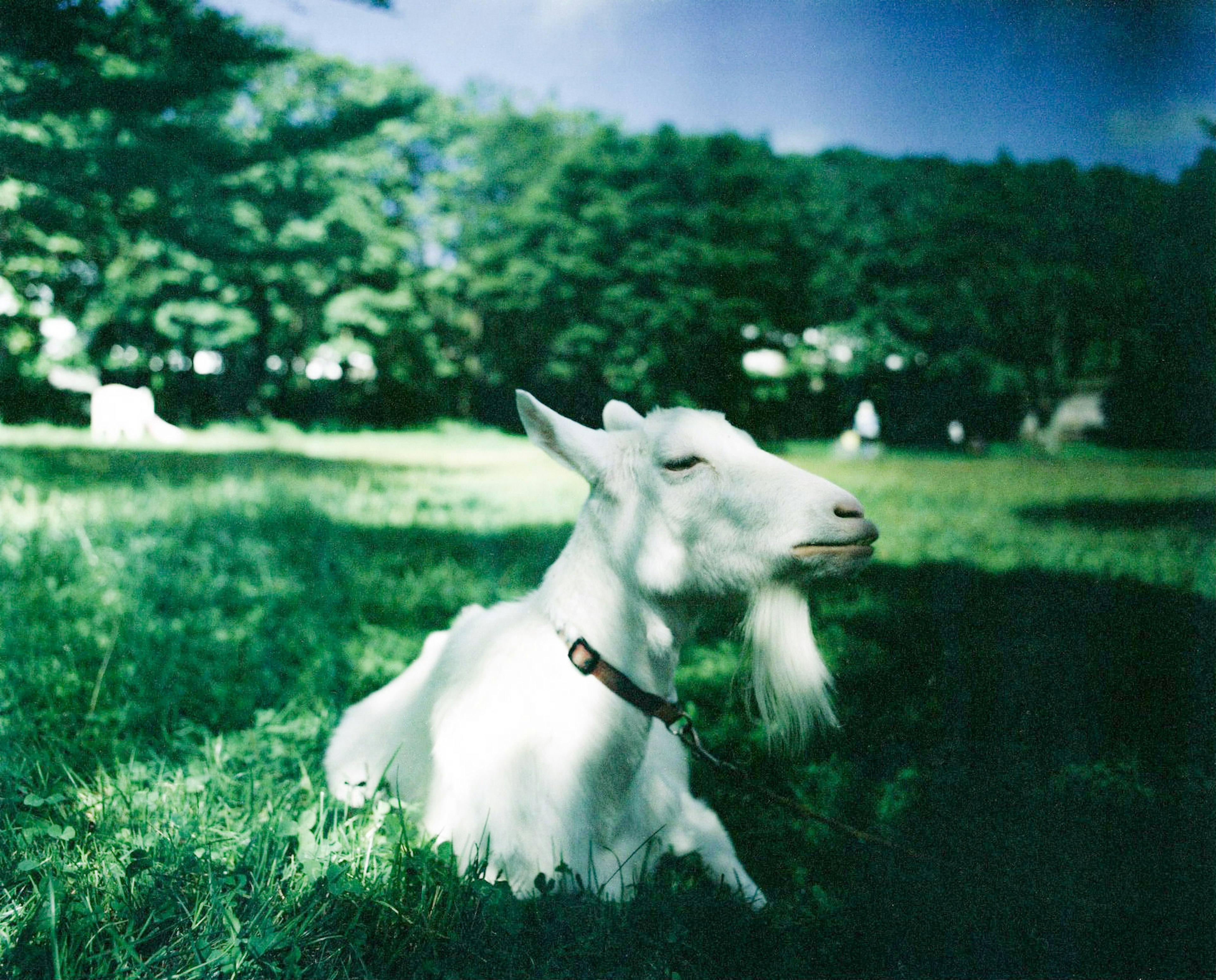 Une chèvre blanche se reposant dans une prairie verte