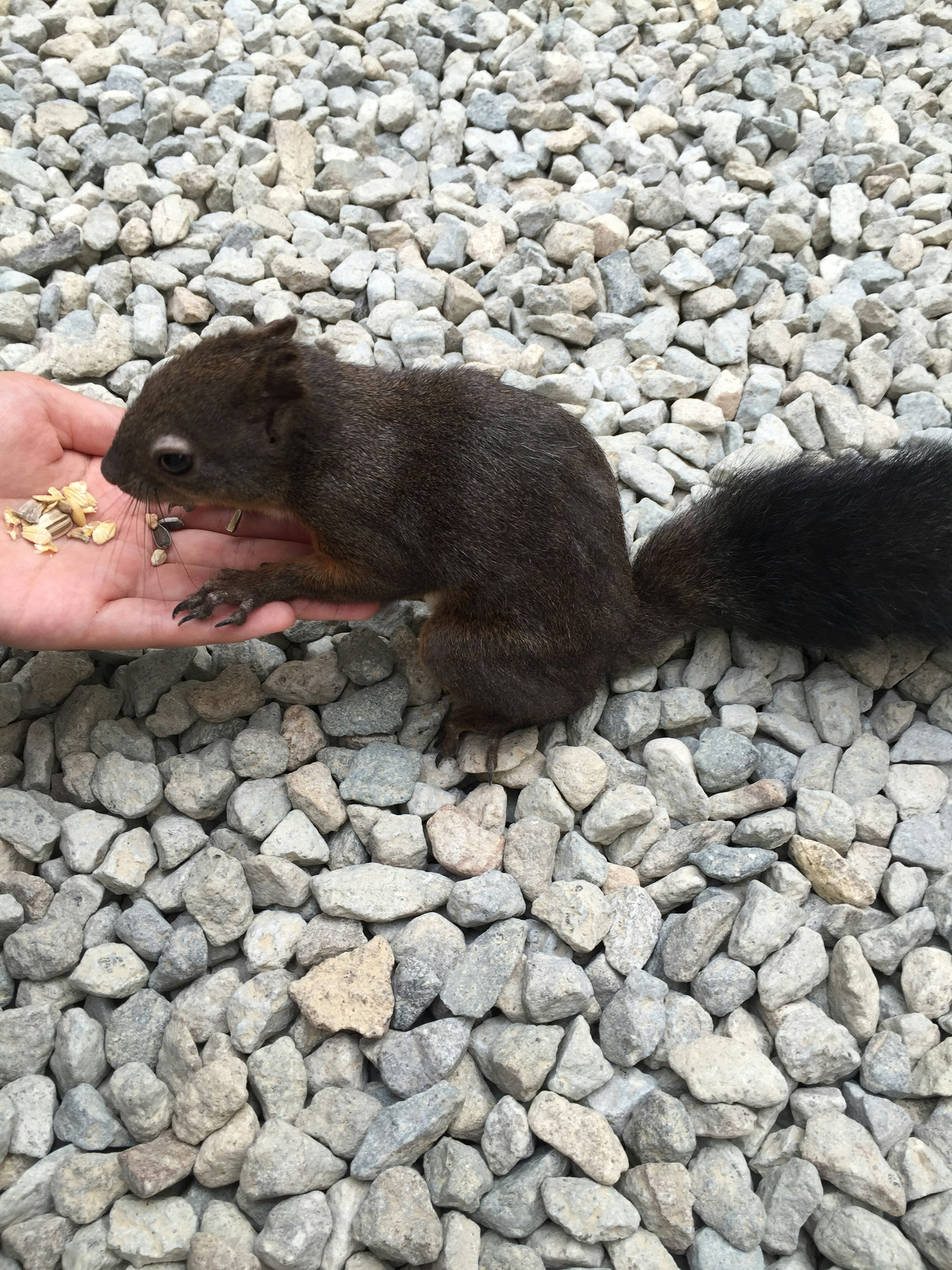 Ein braunes Eichhörnchen sitzt auf einer Hand mit Kies im Hintergrund