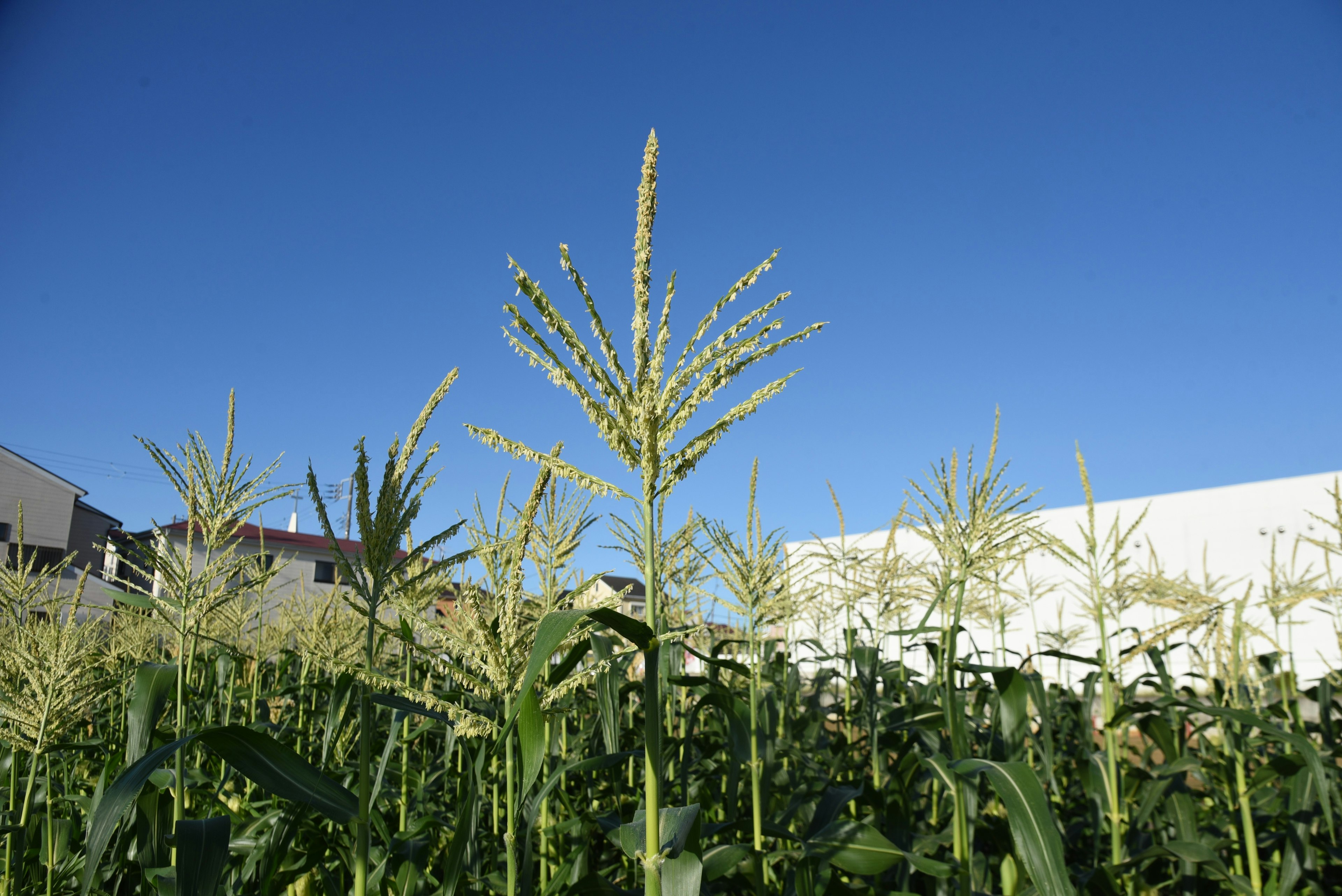 Corn field with ears under a blue sky