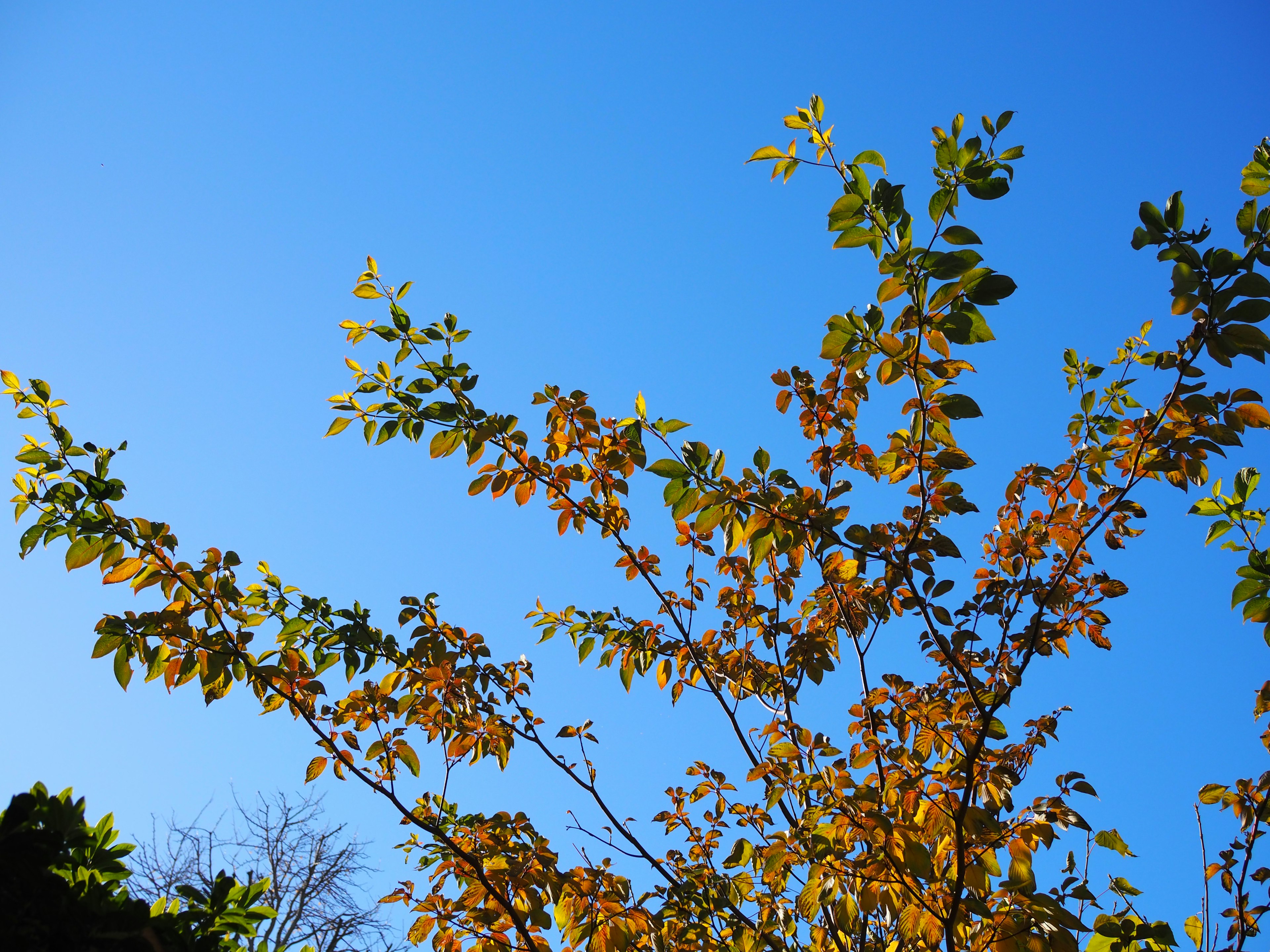 Branches avec des feuilles jaunes sur fond de ciel bleu clair