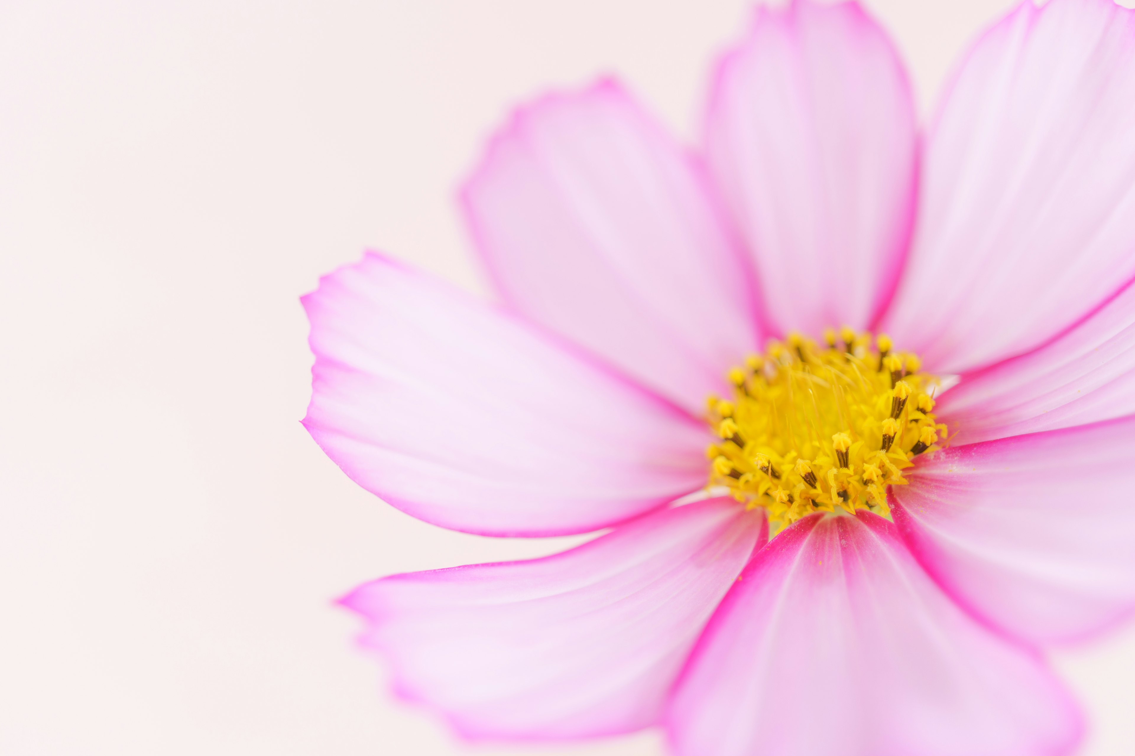 Primer plano de una flor rosa sobre un fondo suave